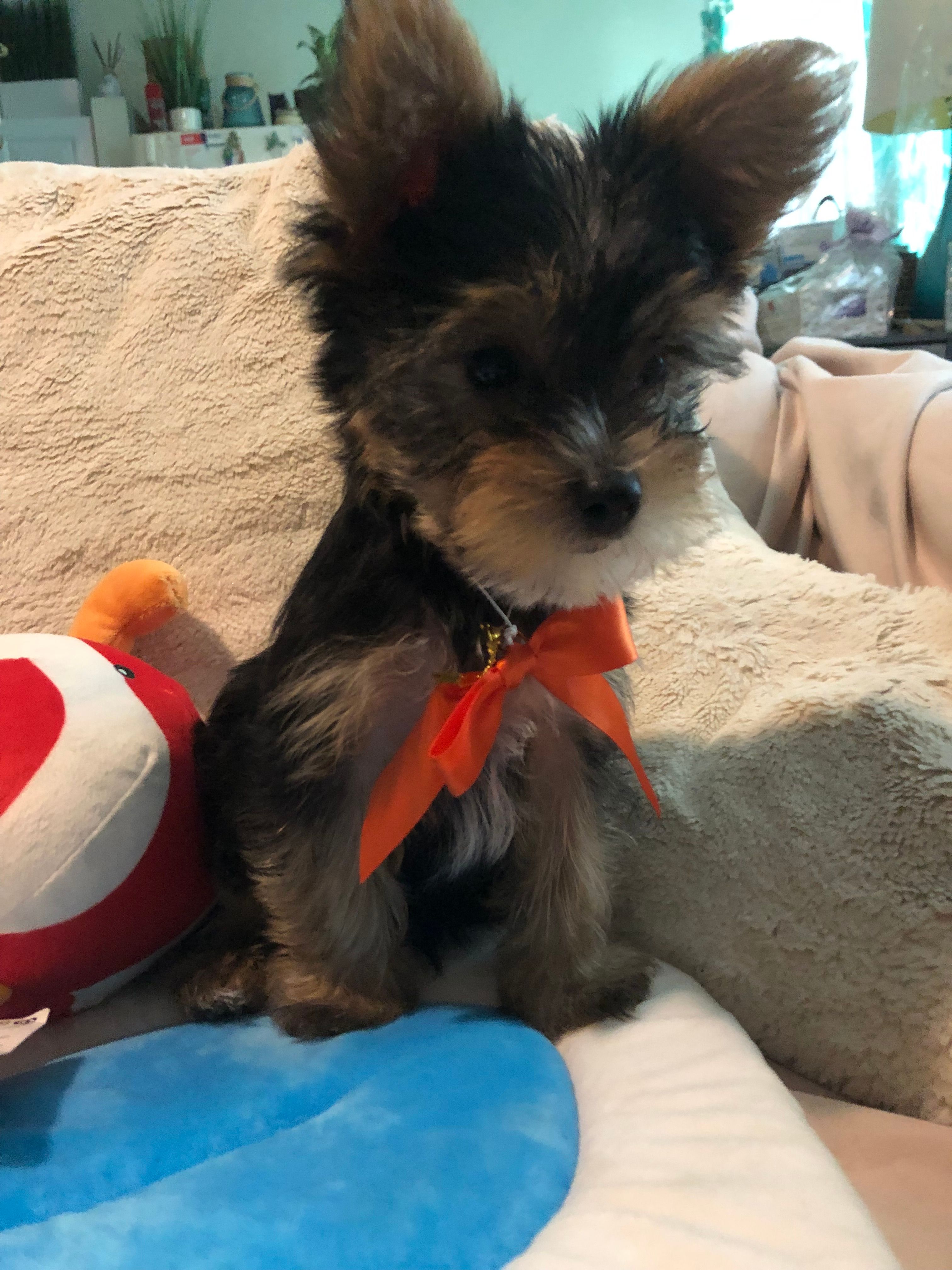 u name him – Yorkshire Terrier puppy for sale in Indian Harbour Beach, FL