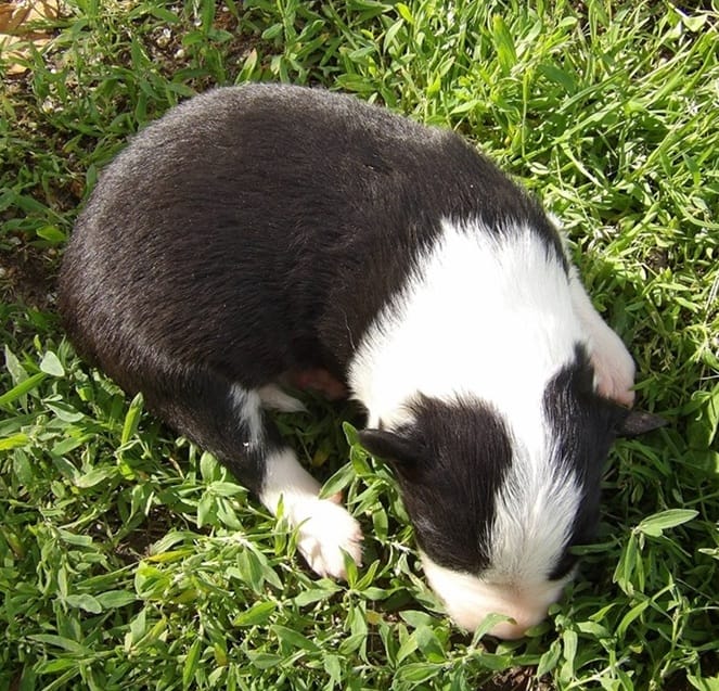 Dora – Border Collie puppy for sale in Salem, MO