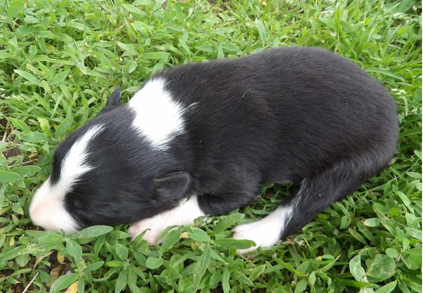 Howard – Border Collie puppy for sale in Salem, MO