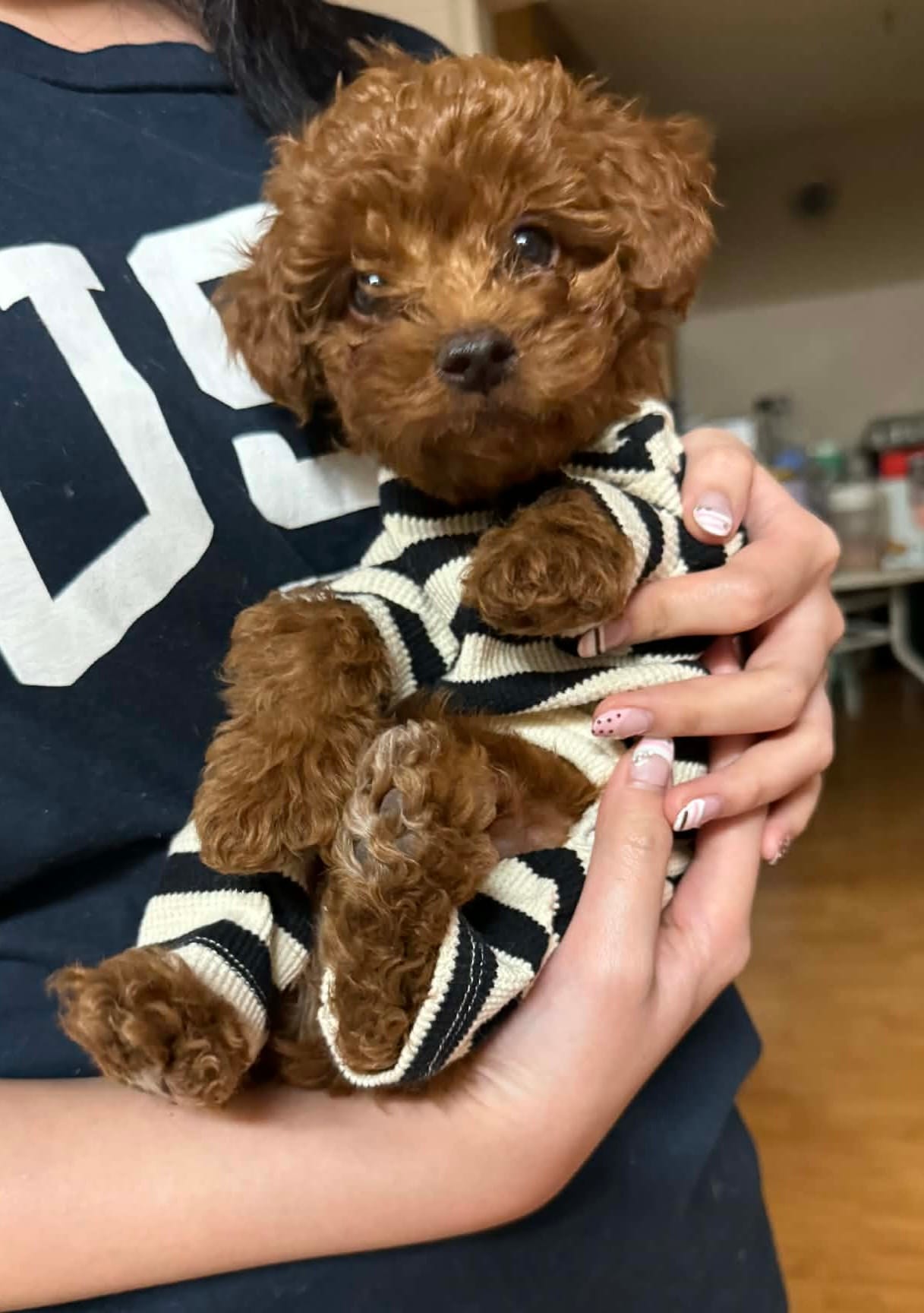 Leo – Poodle - Miniature  puppy for sale in Prescott, AZ
