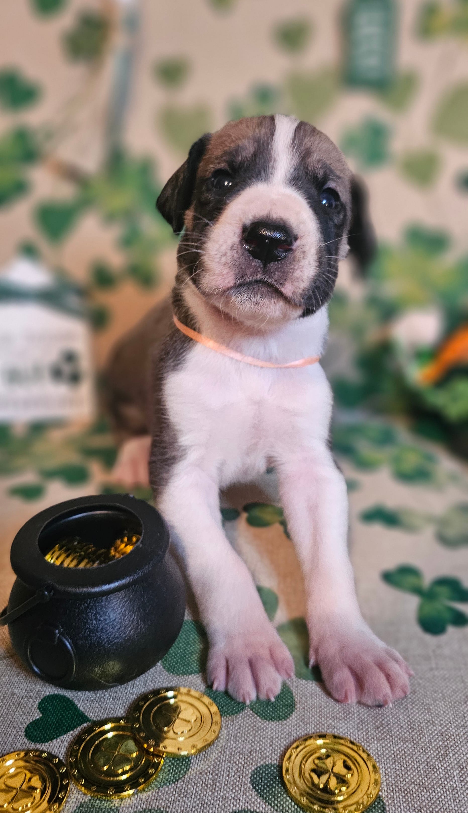 Clara – Great Dane puppy for sale in Brainerd, MN