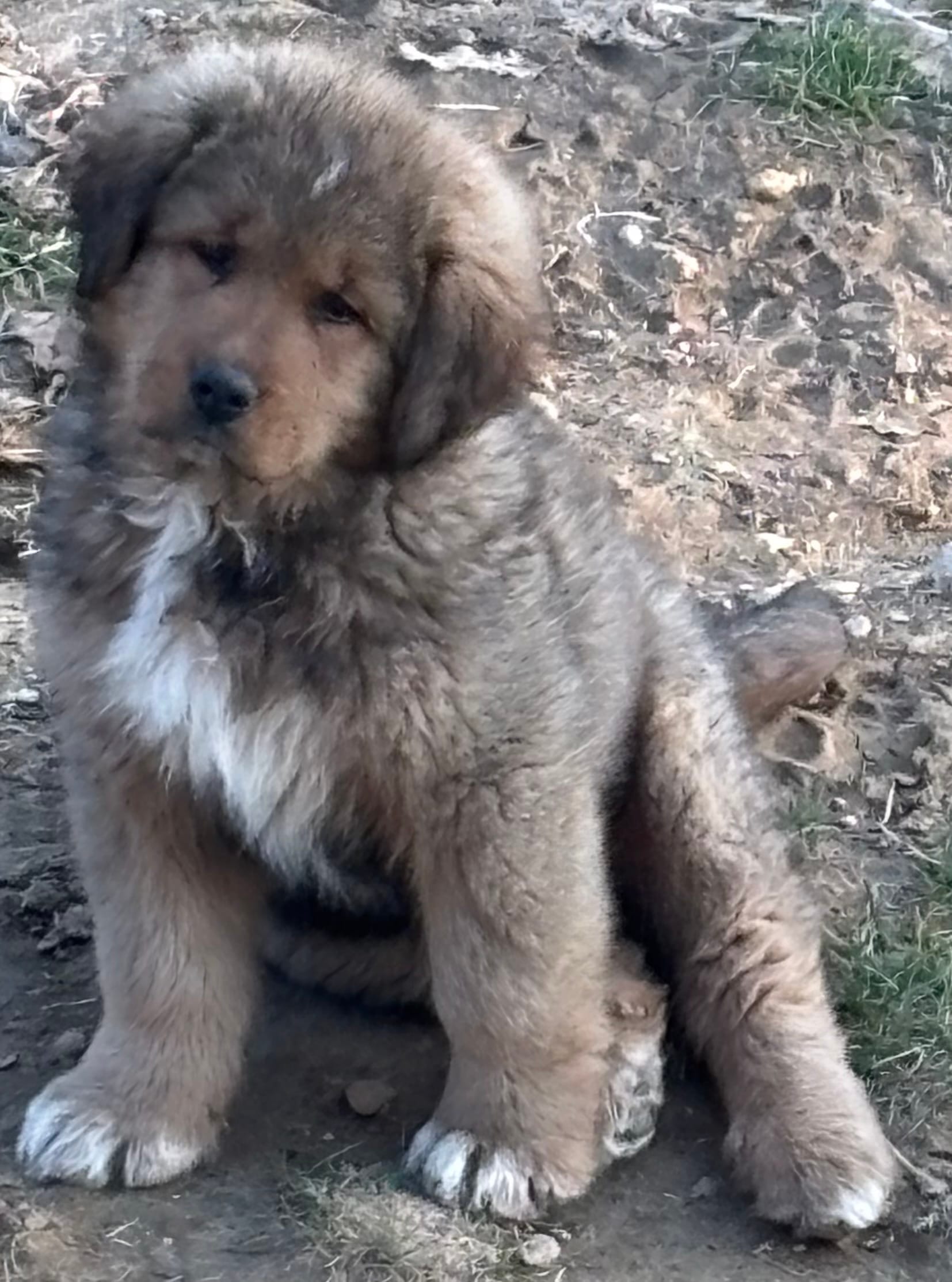 Boy – Bernese Mountain Dog, Tibetan Mastiff puppy for sale in Secor, IL