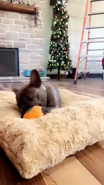 EmmyLou-Emerson, a female French Bulldog for sale in Mexico, MO – 2 of 3