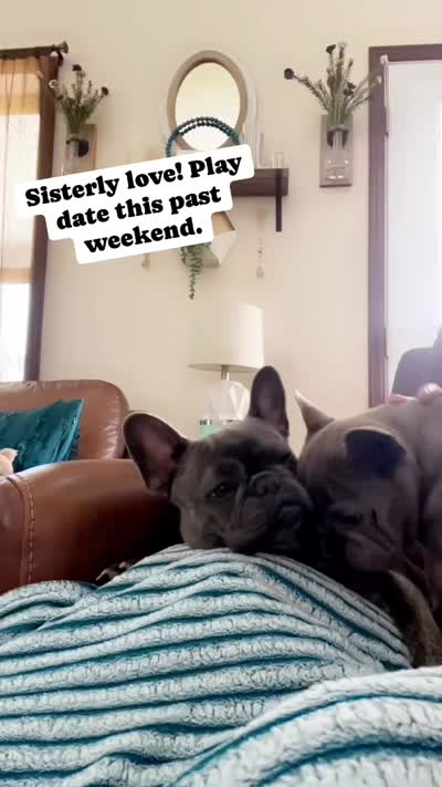 EmmyLou-Emerson, a female French Bulldog for sale in Mexico, MO – 3 of 3