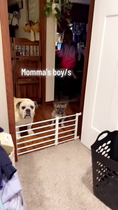 Ezzy, a male French Bulldog for sale in Mexico, MO – 3 of 3