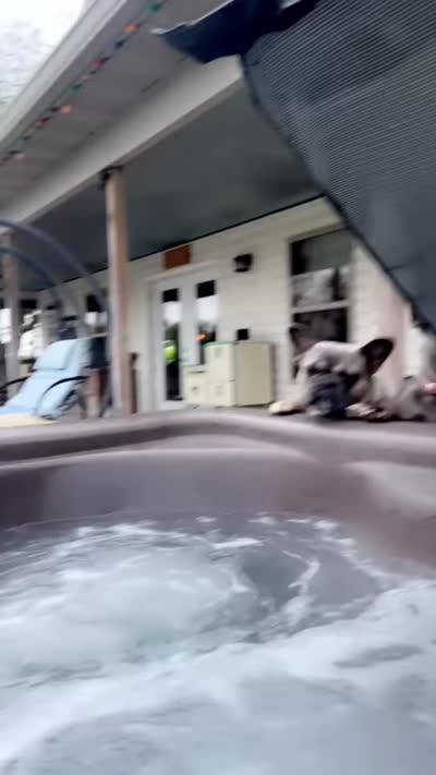 Ezzy, a male French Bulldog for sale in Mexico, MO – 2 of 3