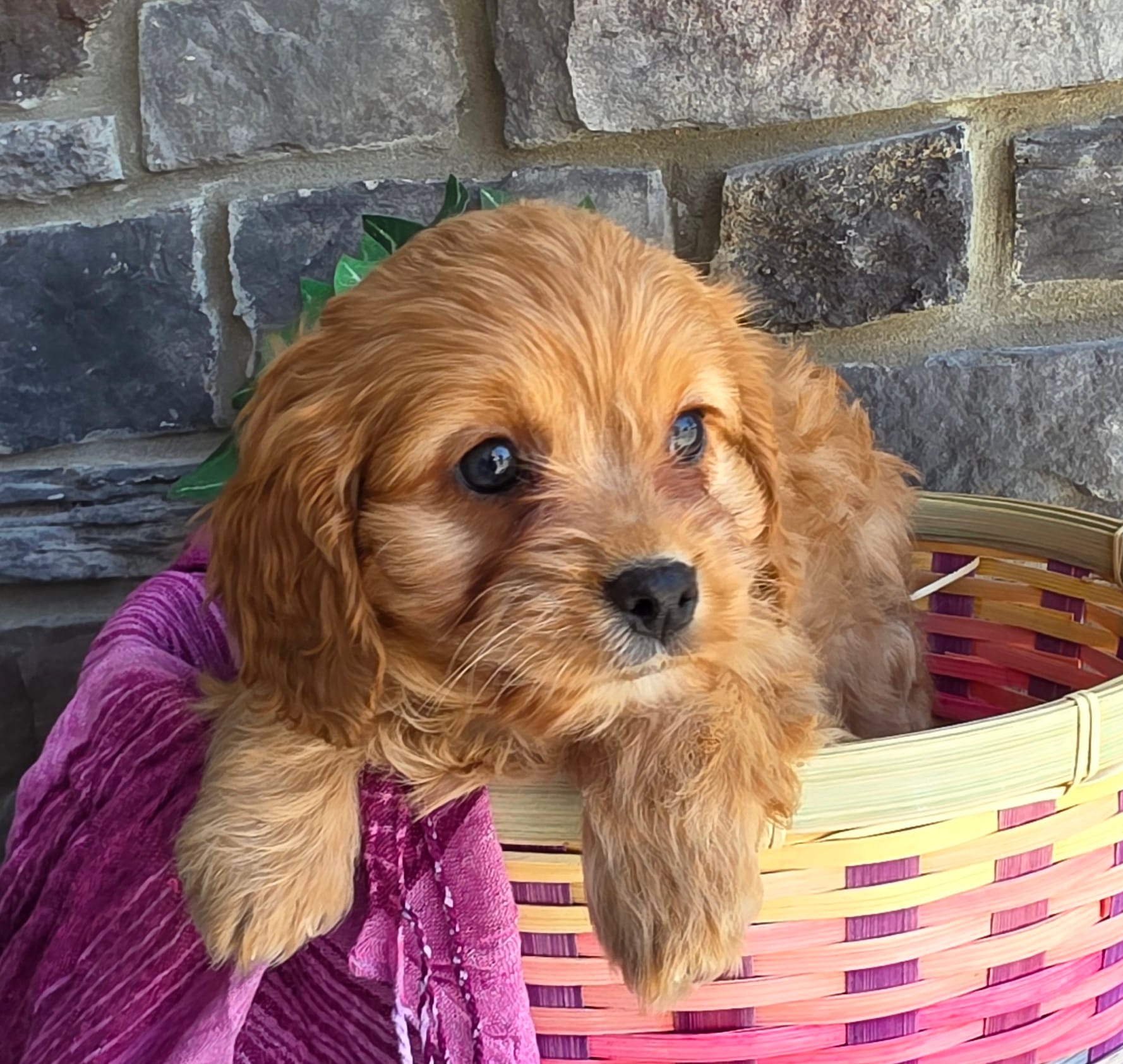 Tulip – Cavapoo, Cavalier King Charles Spaniel puppy for sale in Woodburn, IN