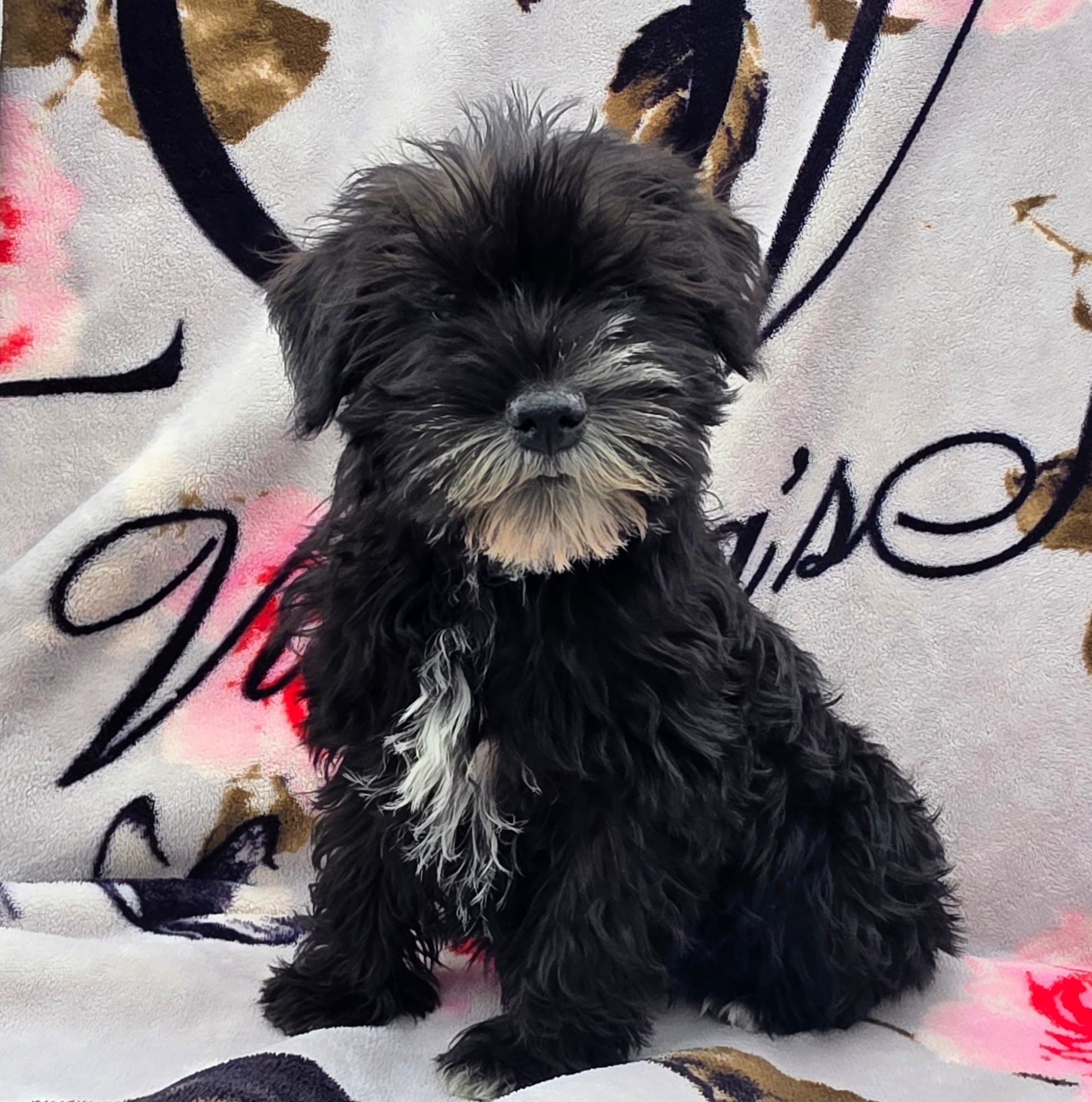 Sassy – Miniature Schnauzer puppy for sale in Woodburn, IN