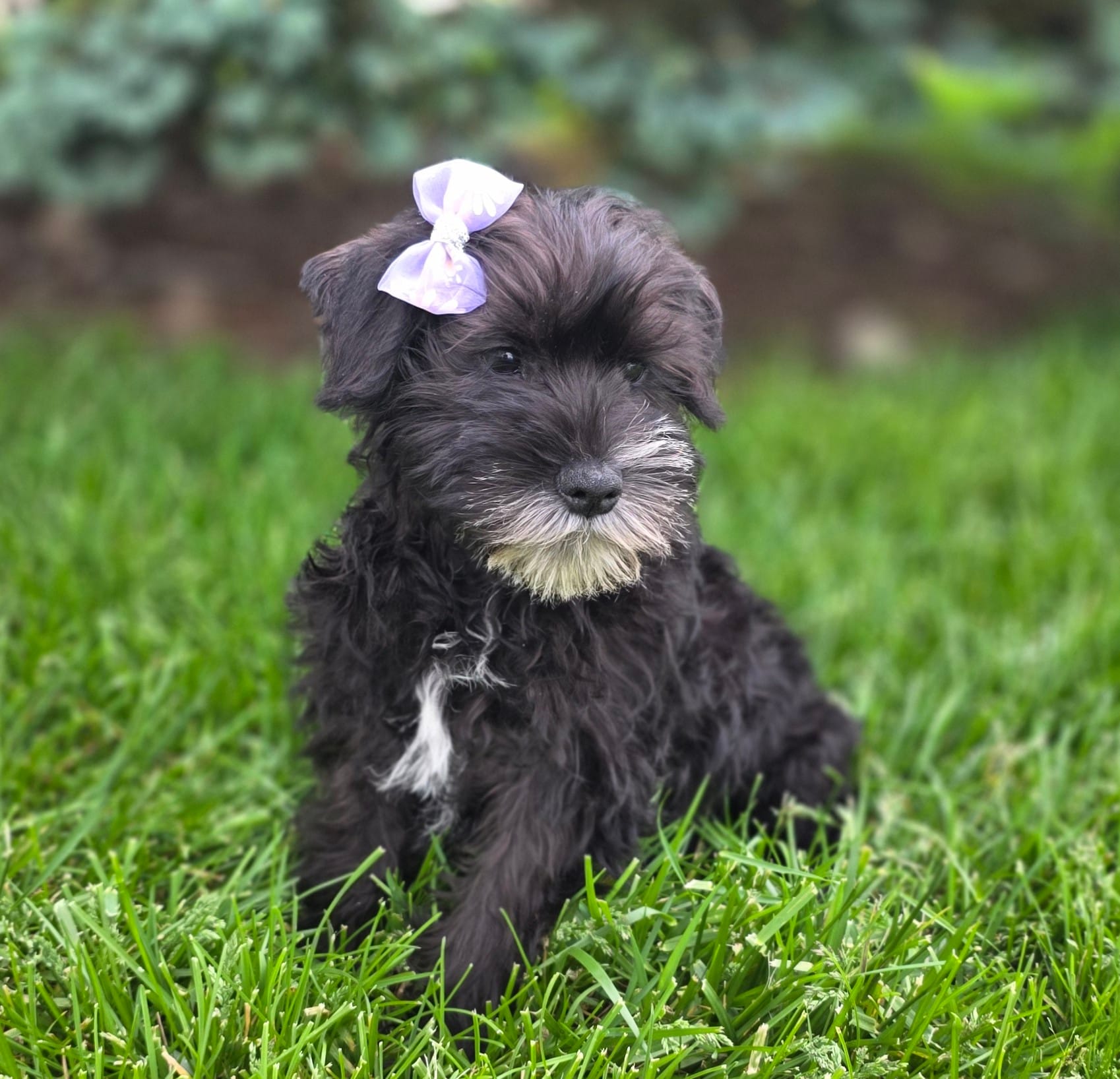 Sassy – Miniature Schnauzer puppy for sale in Woodburn, IN