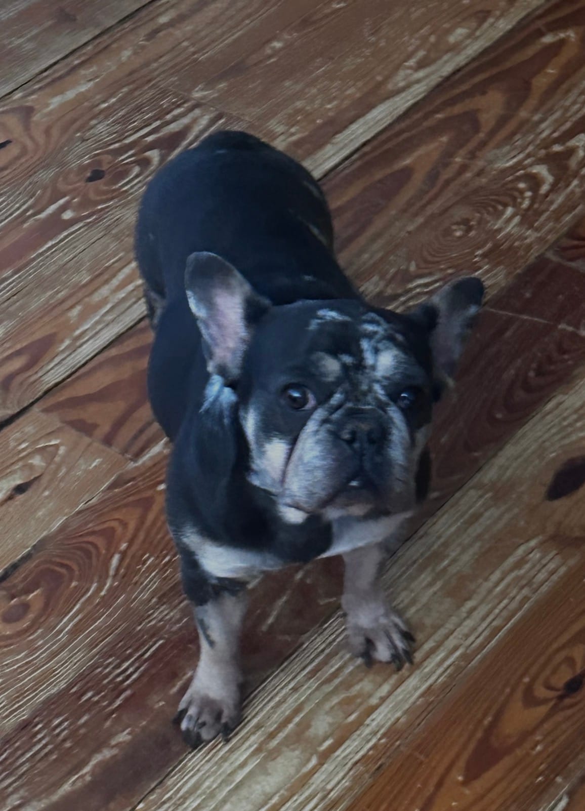 Marvel – French Bulldog puppy for sale in Chickamauga, GA