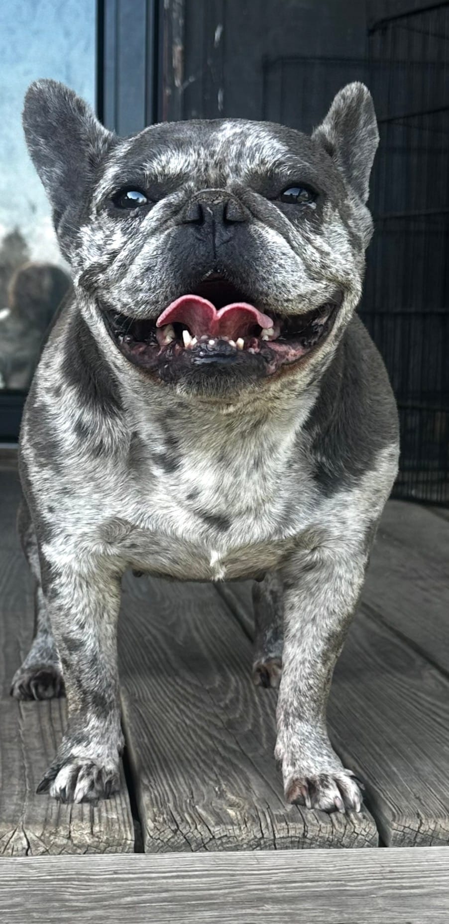 Piper – French Bulldog puppy for sale in Chickamauga, GA