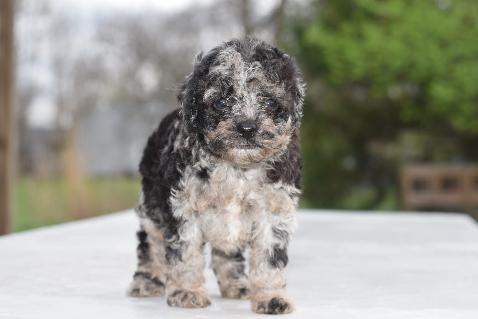 Merle Bentley puppy – Cocker Spaniel, Poodle - Toy  puppy for sale in Dayton, OH