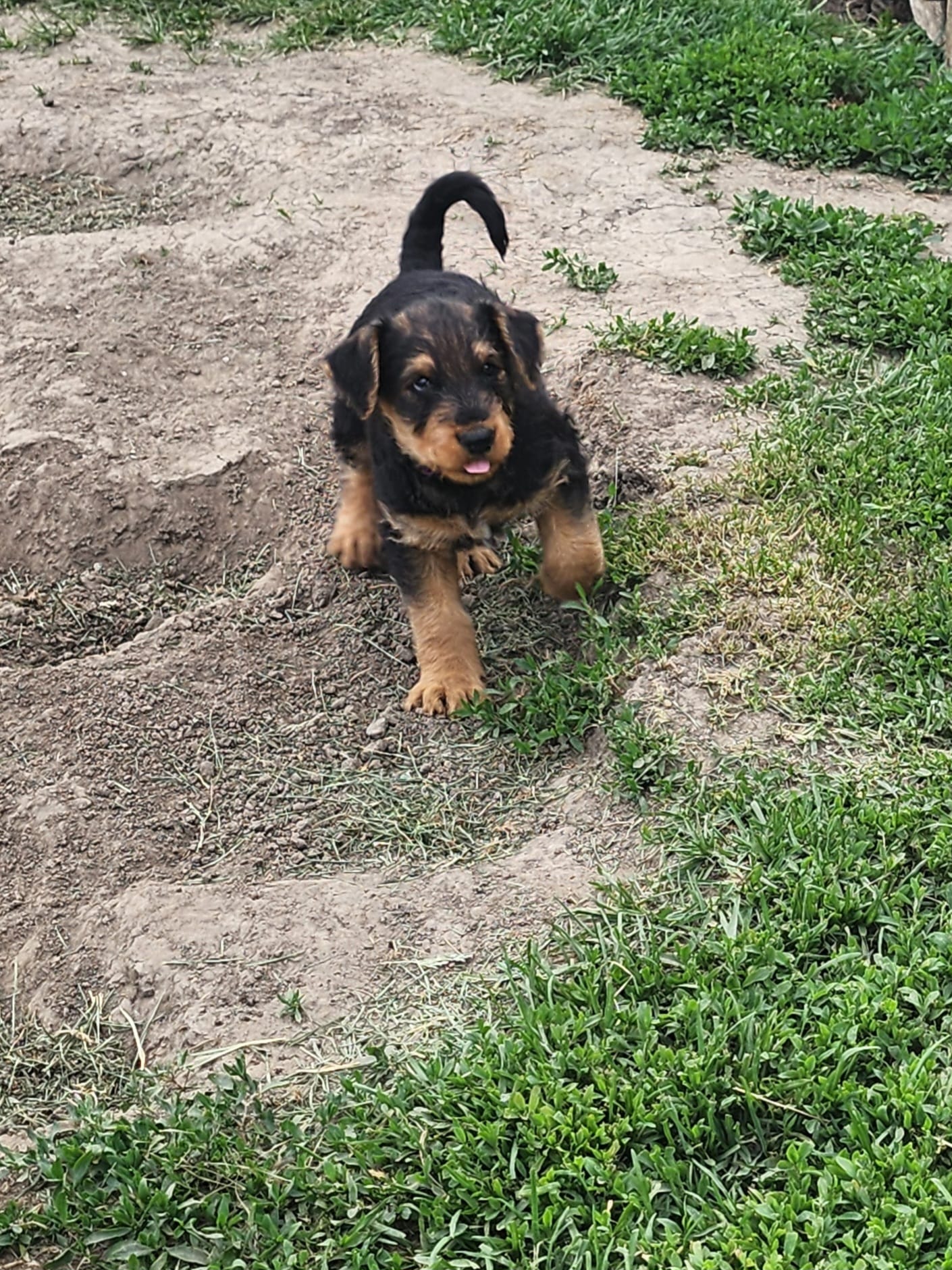Popi – Airedale Terrier puppy for sale in Amana, IA