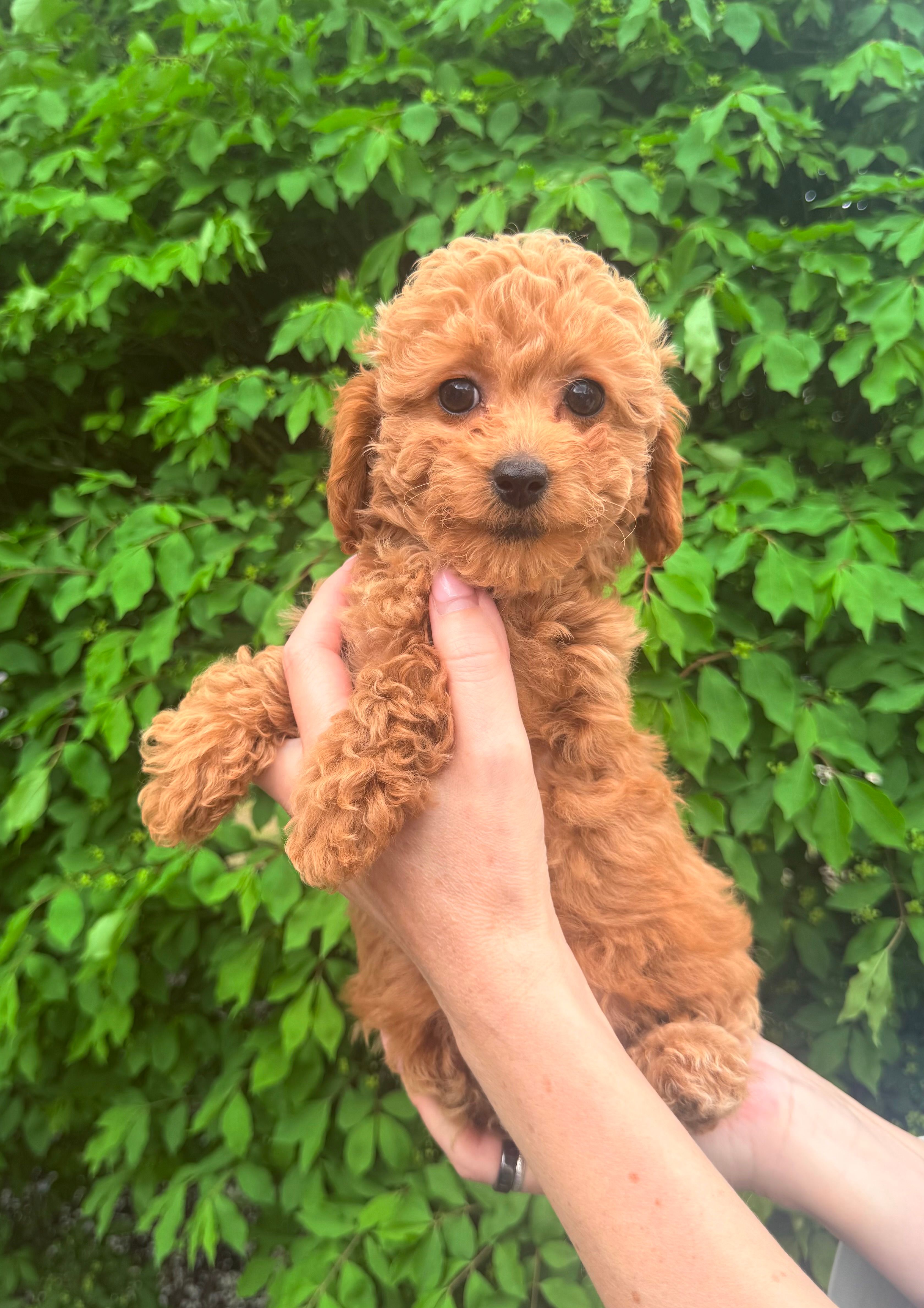 Nika – English Goldendoodle puppy for sale in Boston, MA