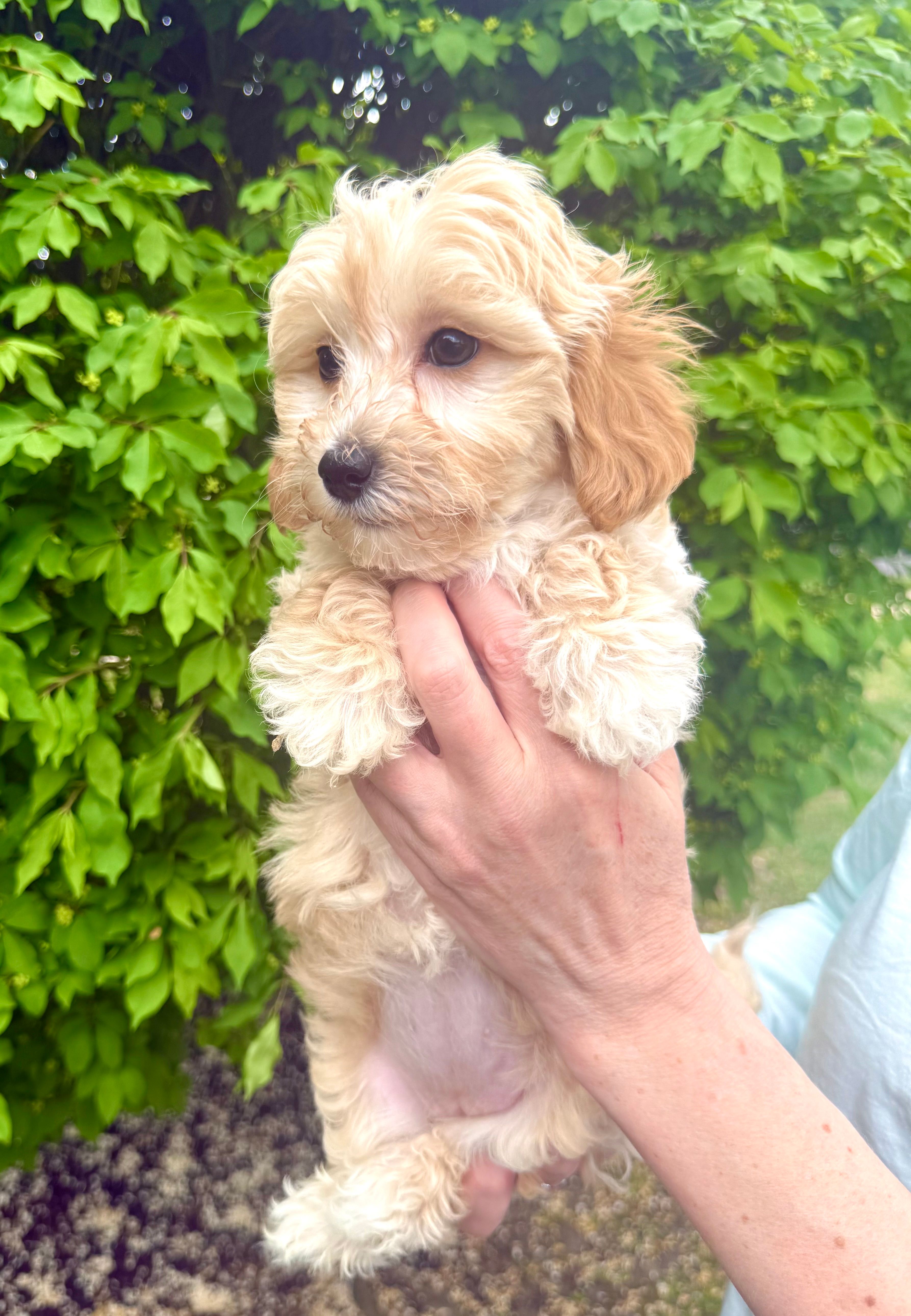 Hope – English Goldendoodle puppy for sale in Boston, MA
