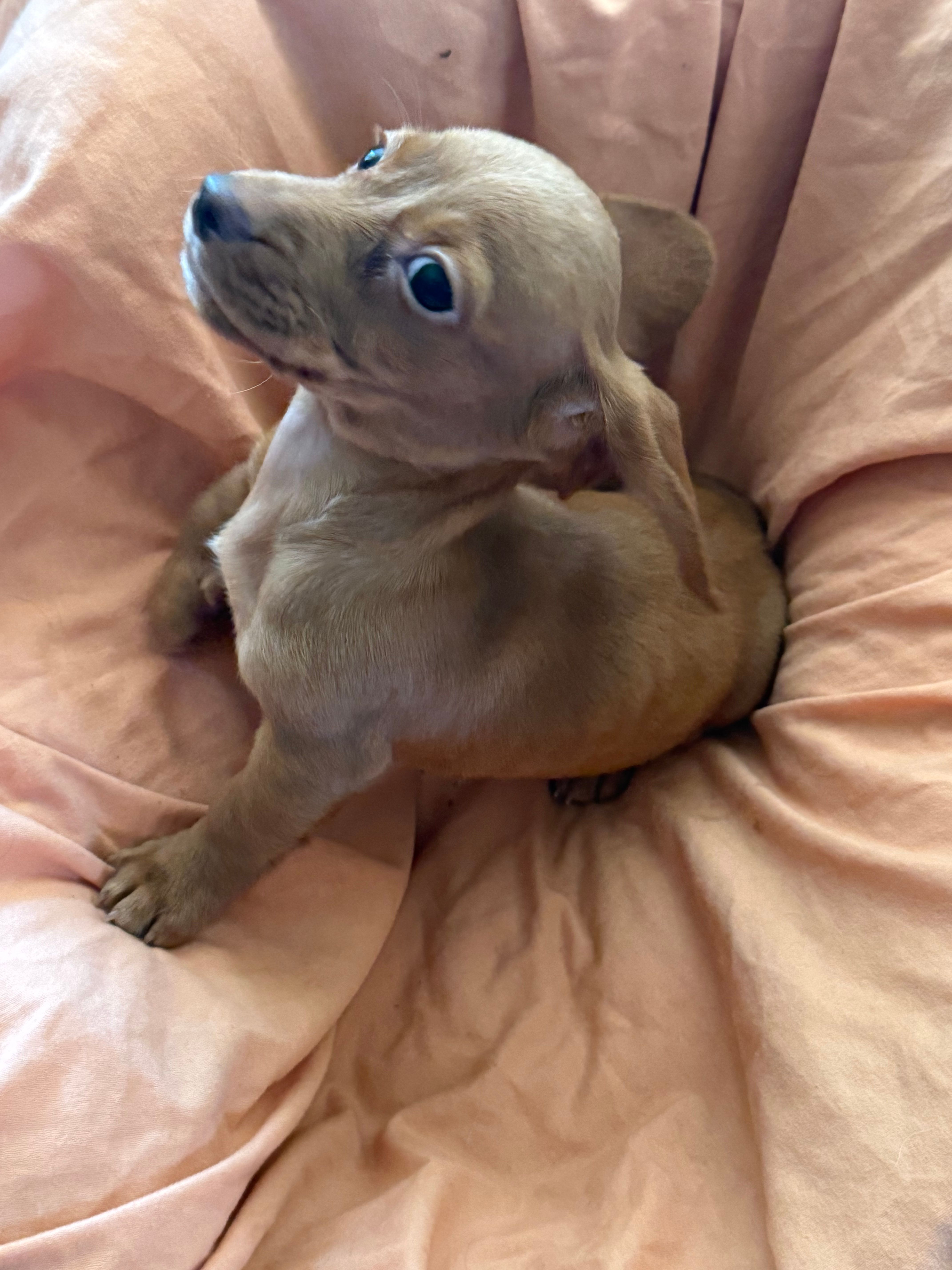 Red boy 3 – Miniature Dachshund puppy for sale in Centuria, WI