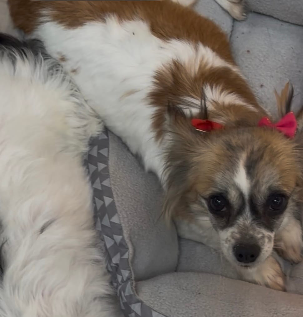 Pixie  – Chihuahua puppy for sale in Centuria, WI