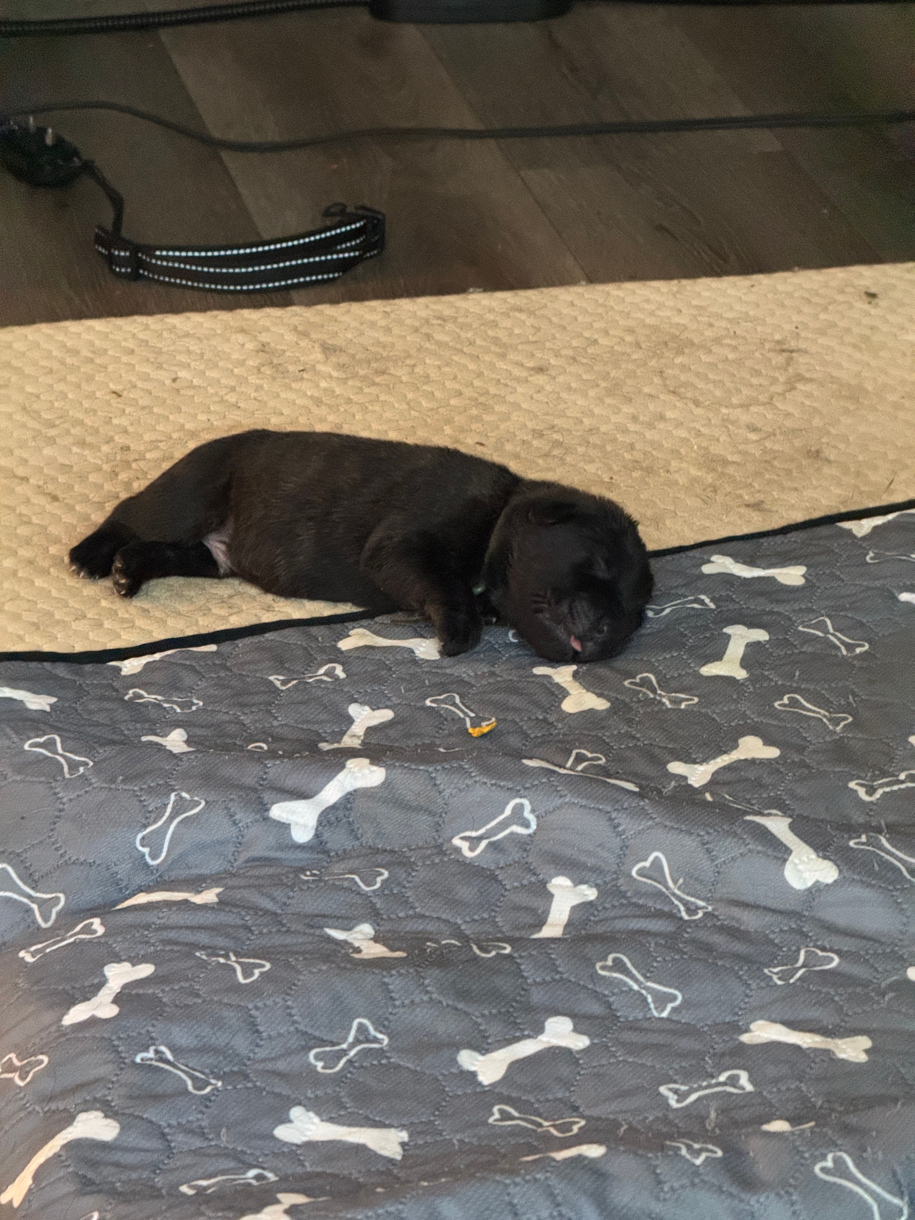 Puppy A – Cane Corso puppy for sale in Eastvale, CA
