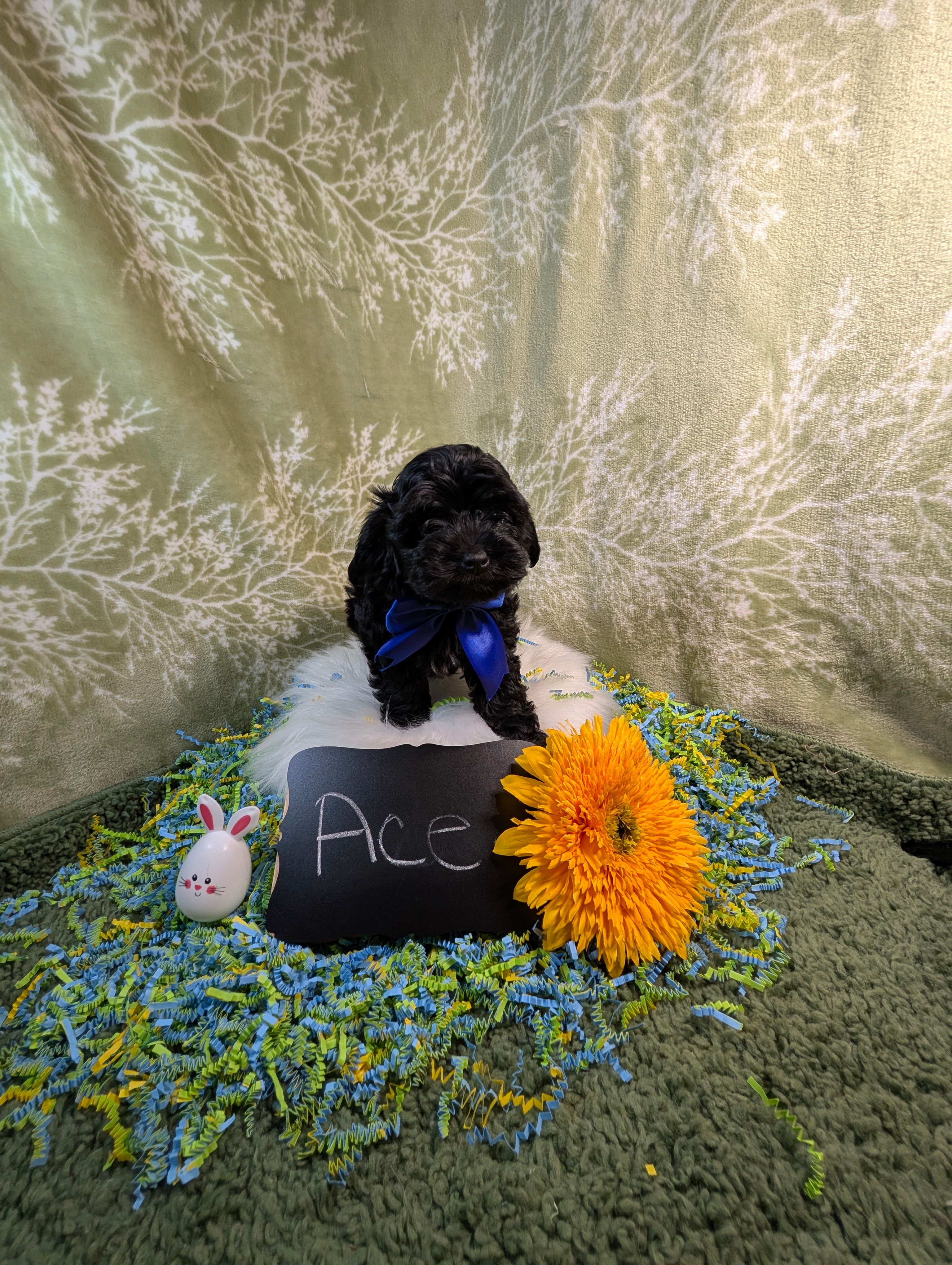 Ace – Yorkipoo puppy for sale in Ocala, FL