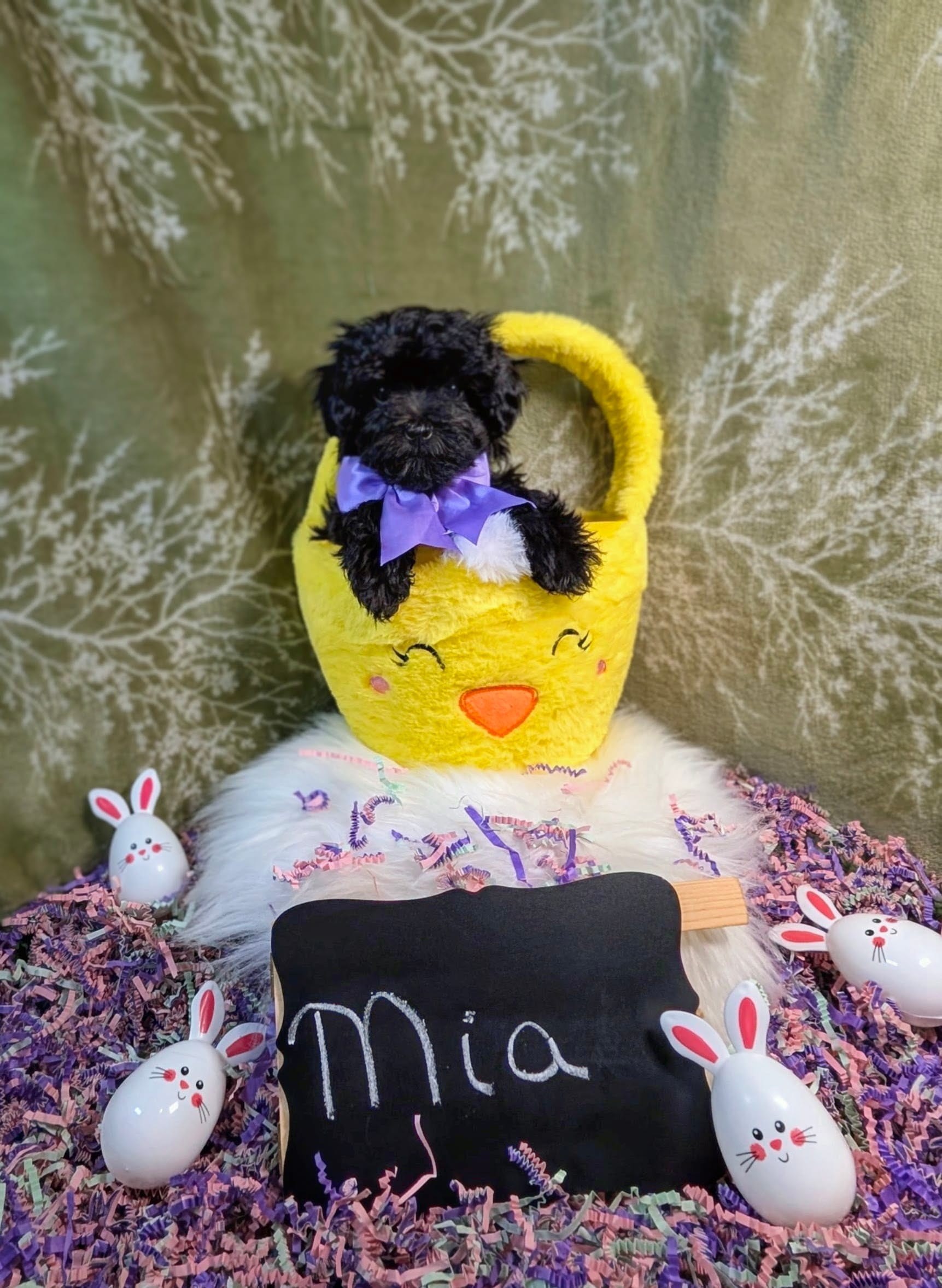 Mia/ Easter Special  – Yorkipoo puppy for sale in Ocala, FL