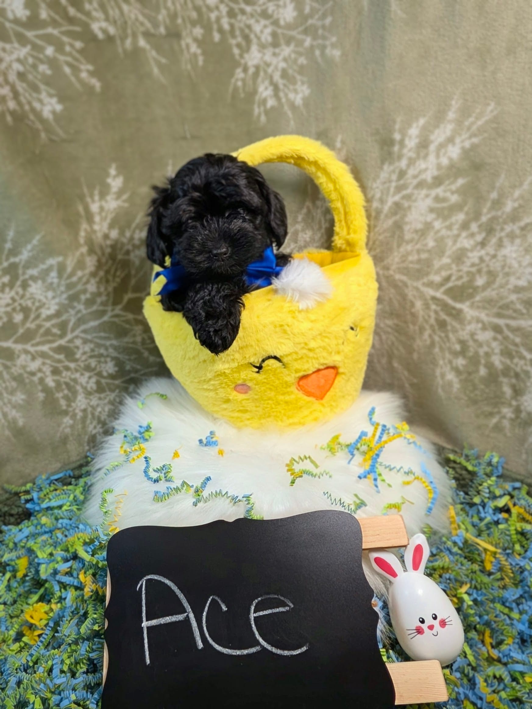 Ace – Yorkipoo puppy for sale in Ocala, FL