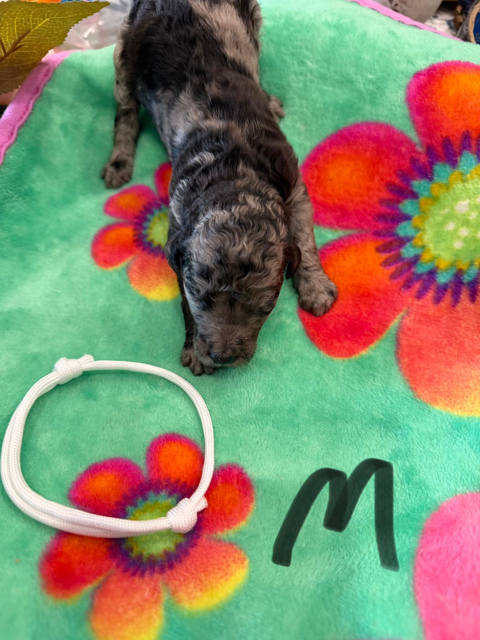 Zax – Poodle - Standard  puppy for sale in Hendersonville, TN