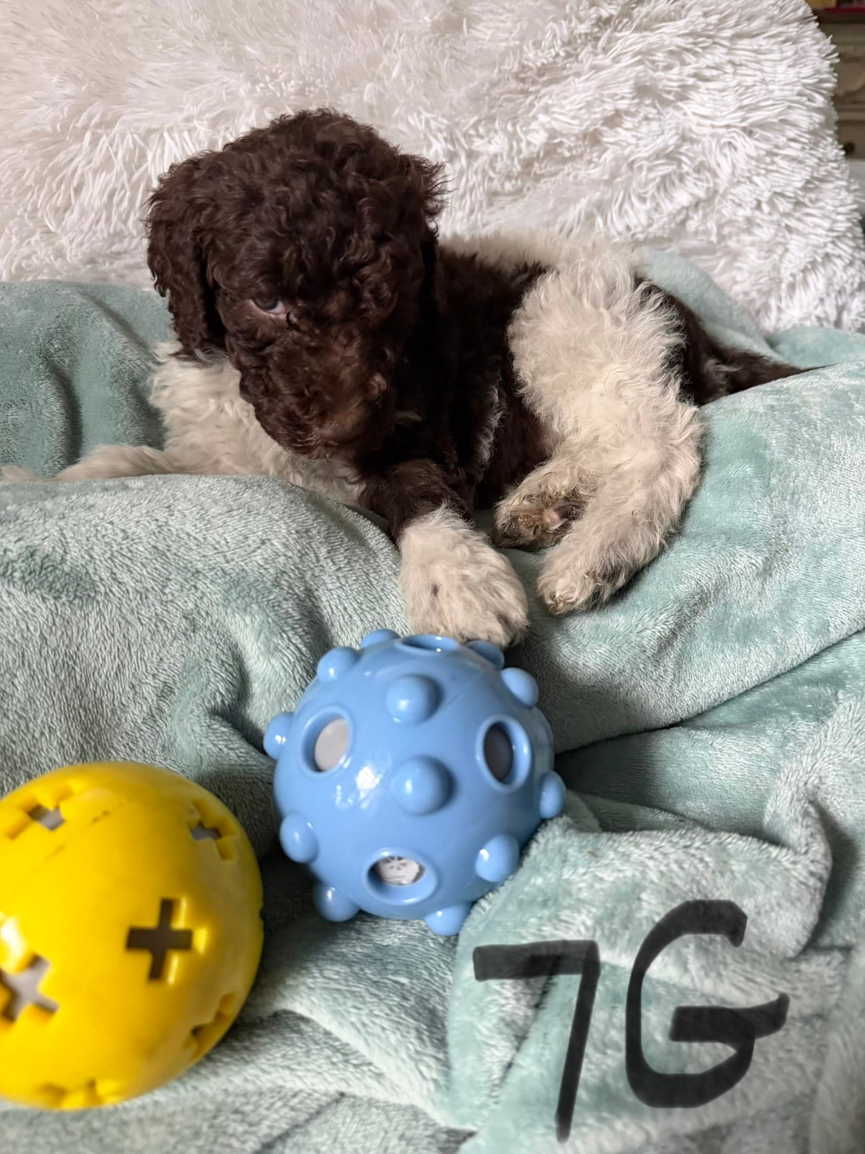 Ryker – Poodle - Standard  puppy for sale in Hendersonville, TN