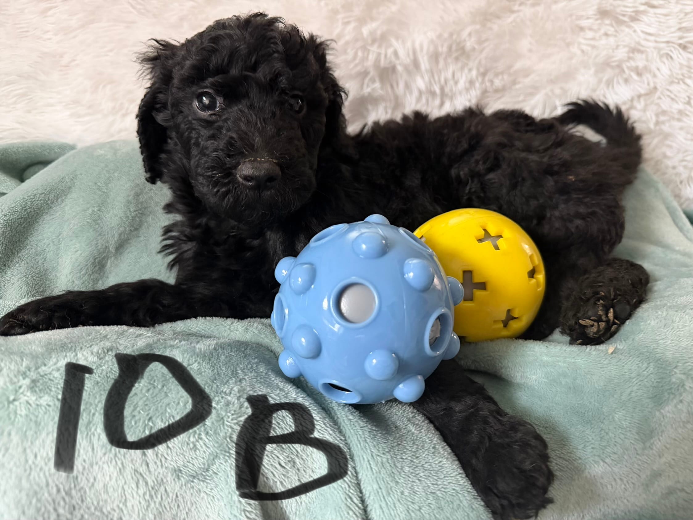 Black poodle – Poodle - Standard  puppy for sale in Hendersonville, TN