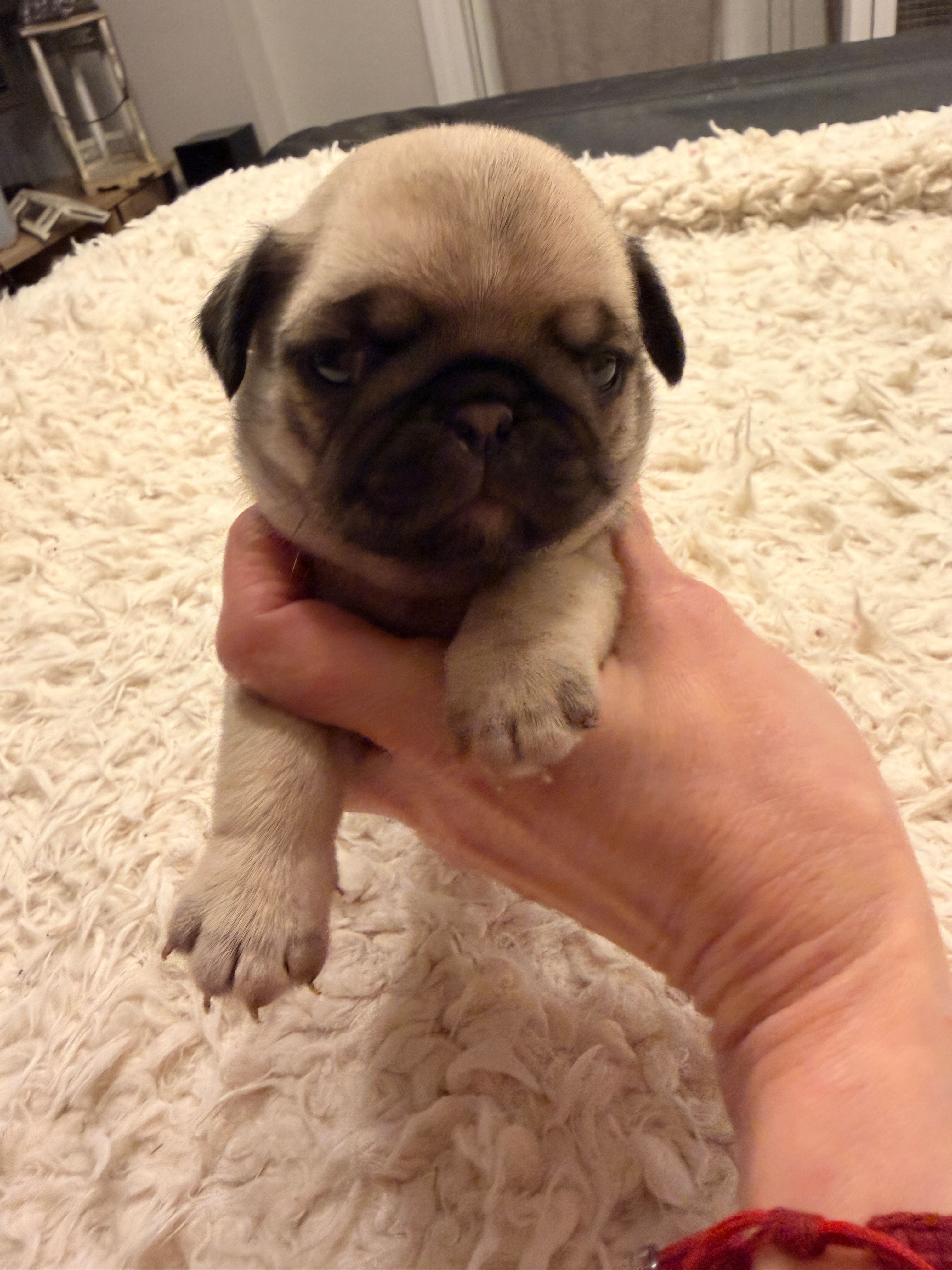 Chester  – Pug puppy for sale in Brewster, NY