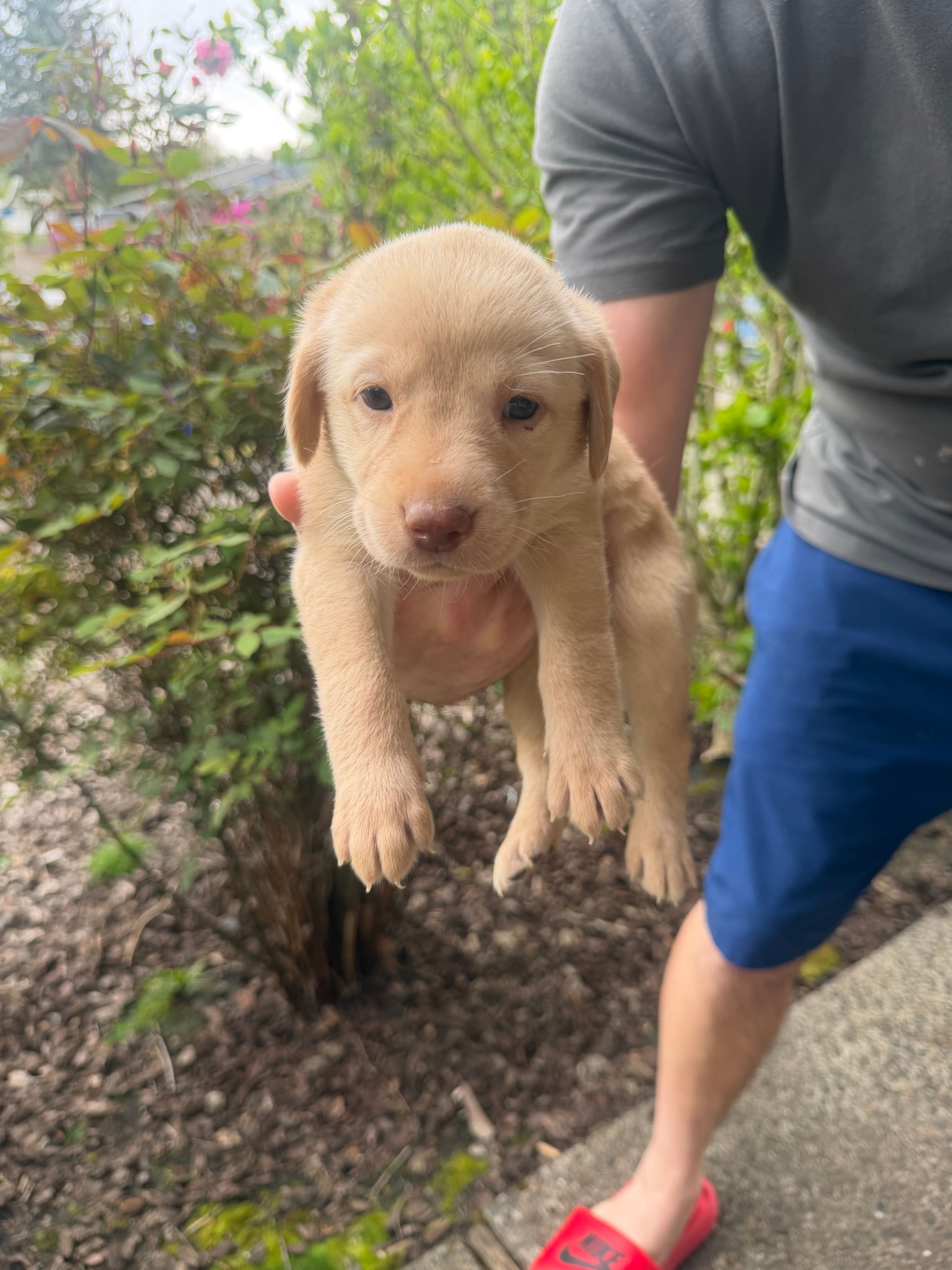Female/purple – Labrador Retriever puppy for sale in Gresham, OR