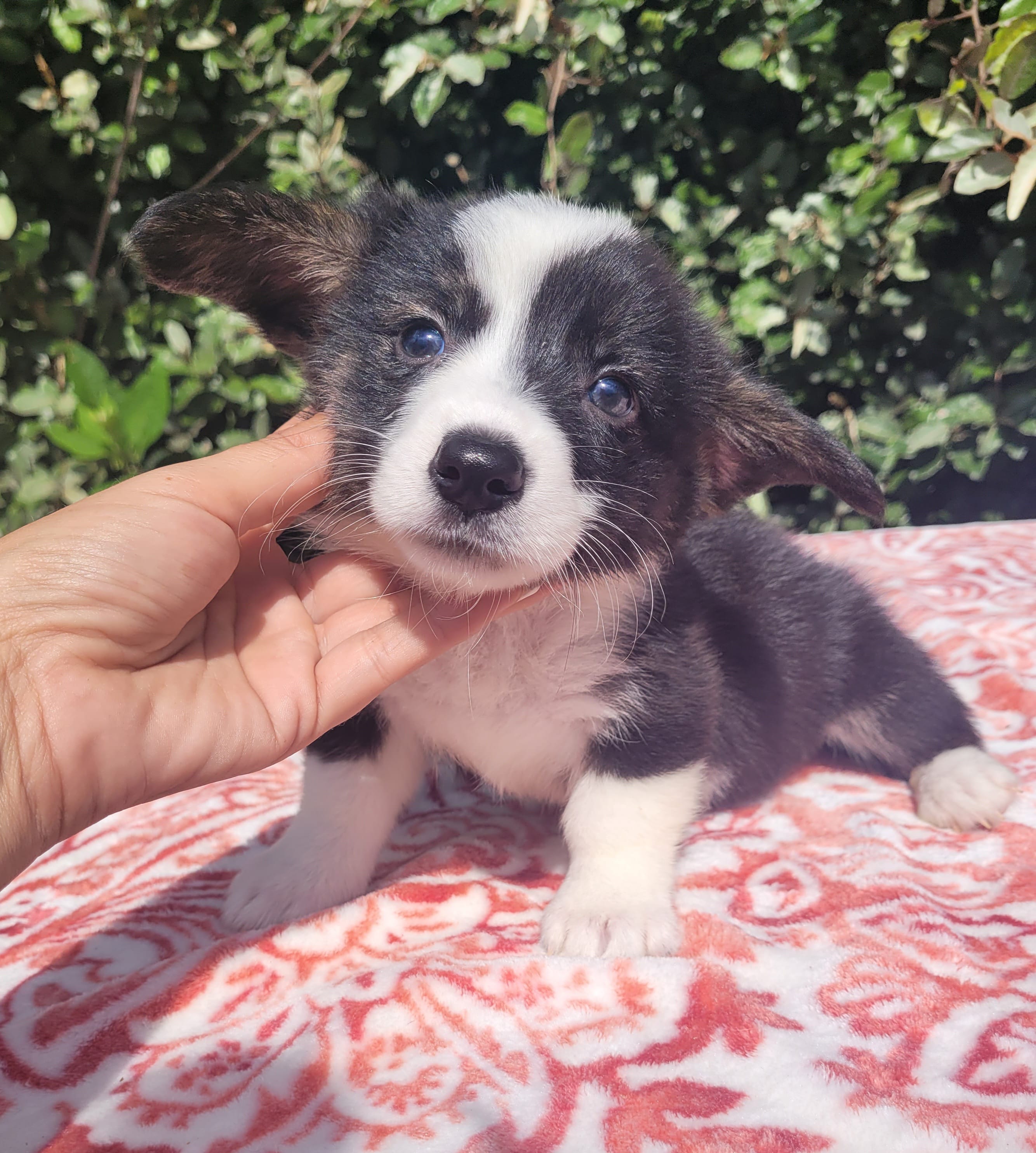 Black tri female #2  – Cardigan Welsh Corgi, Pembroke Welsh Corgi puppy for sale in Brooksville, FL
