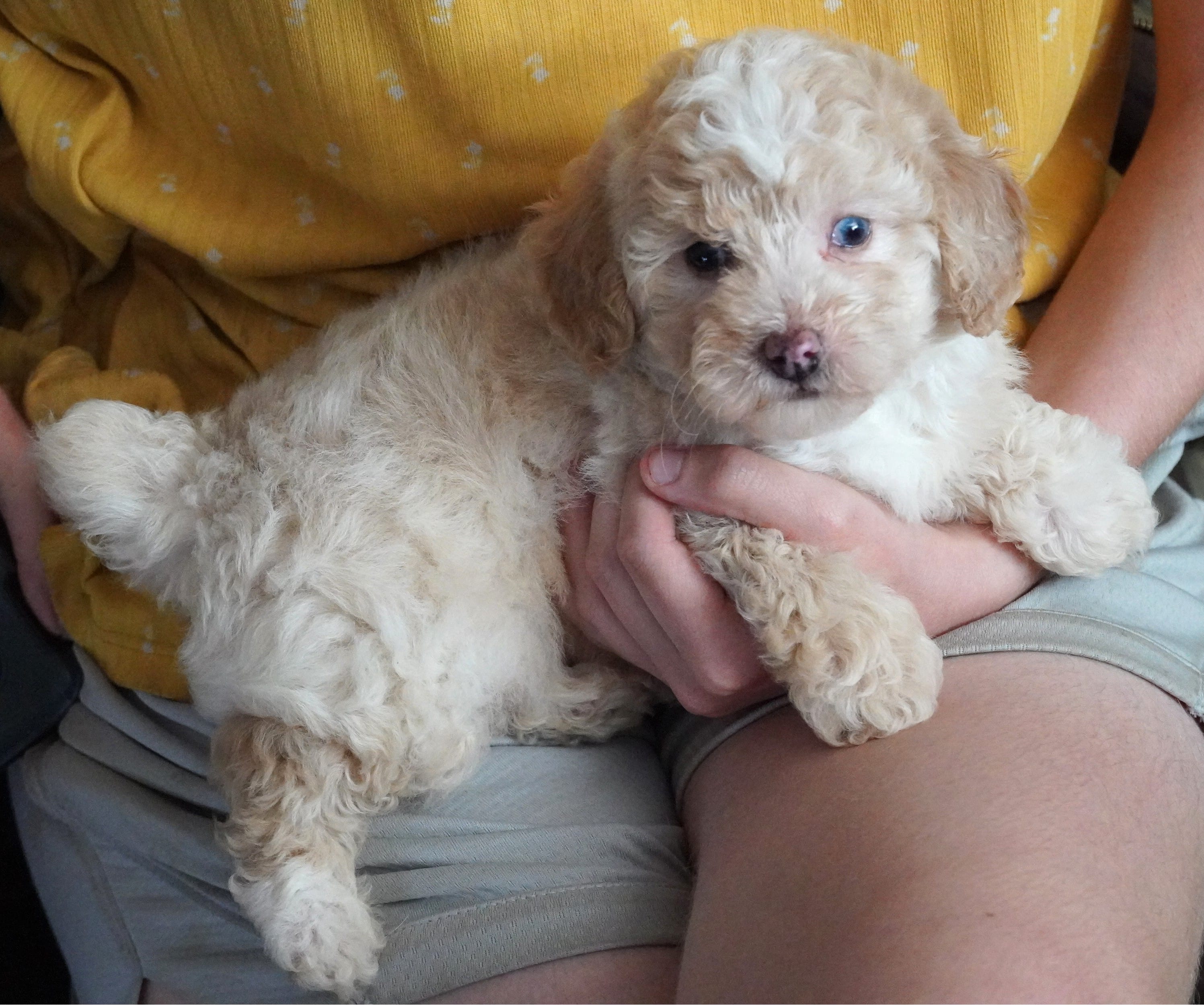 Splash – Poodle - Toy  puppy for sale in Huntsville, AL
