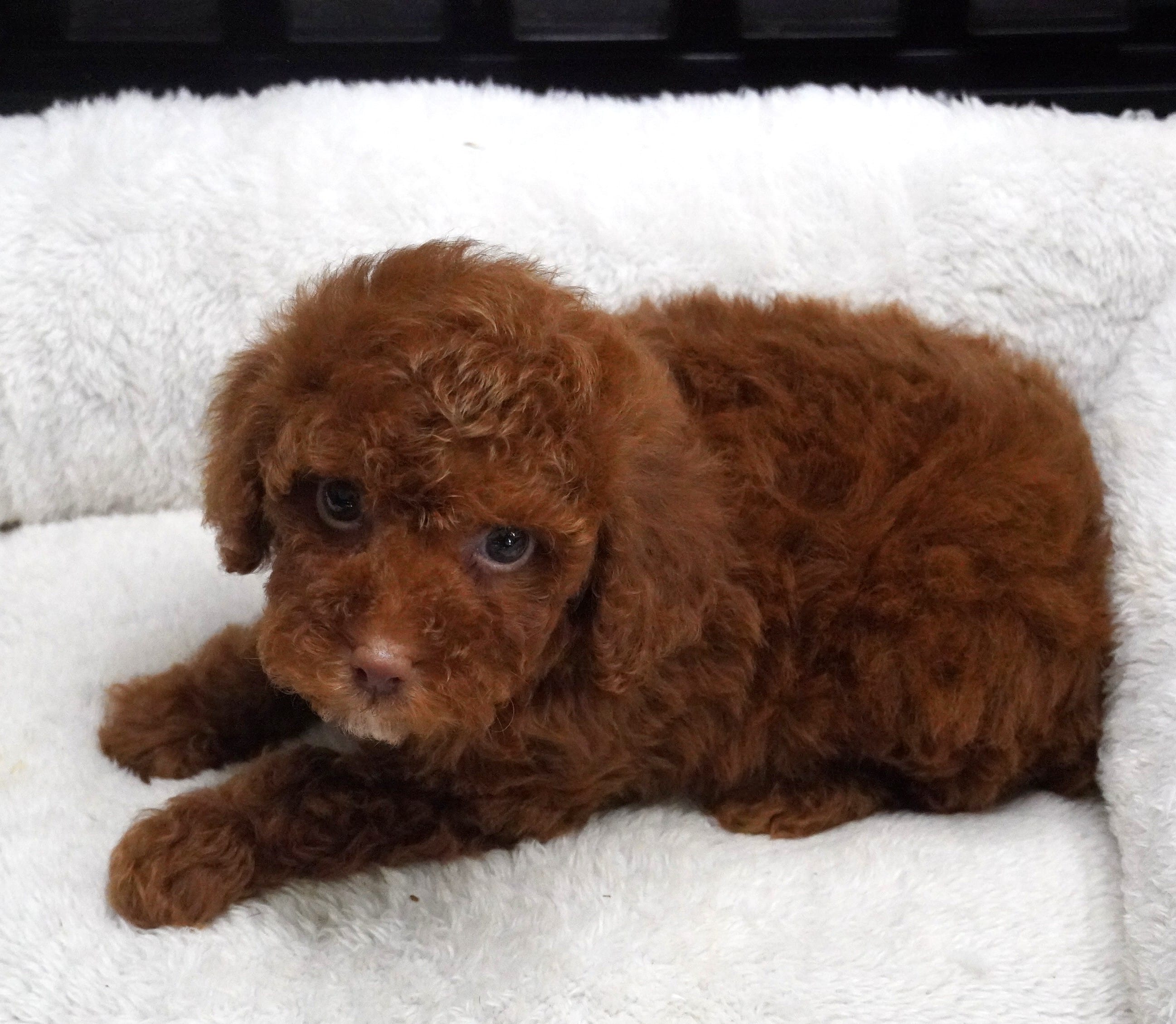 Dark Red Male  – Poodle - Toy  puppy for sale in Huntsville, AL