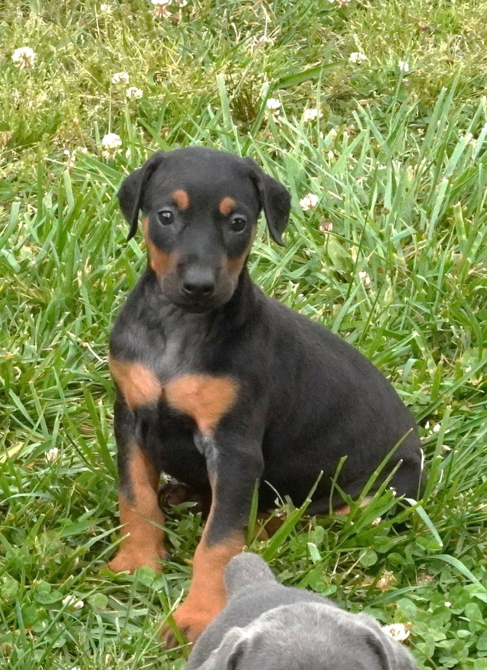 Black/Tan Female  – Doberman Pinscher puppy for sale in Huntsville, AL