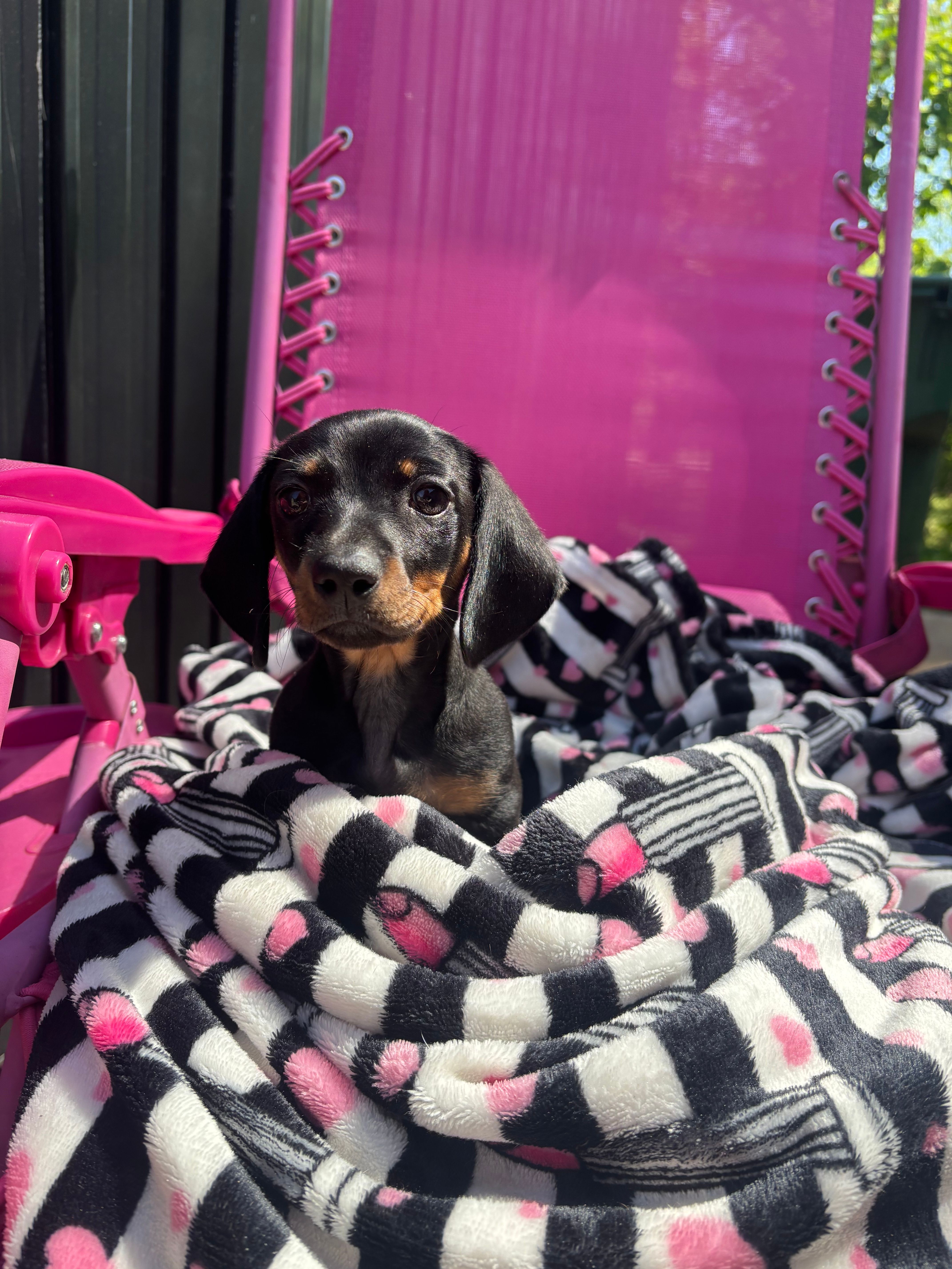 Becca – Miniature Dachshund puppy for sale in Austell, GA