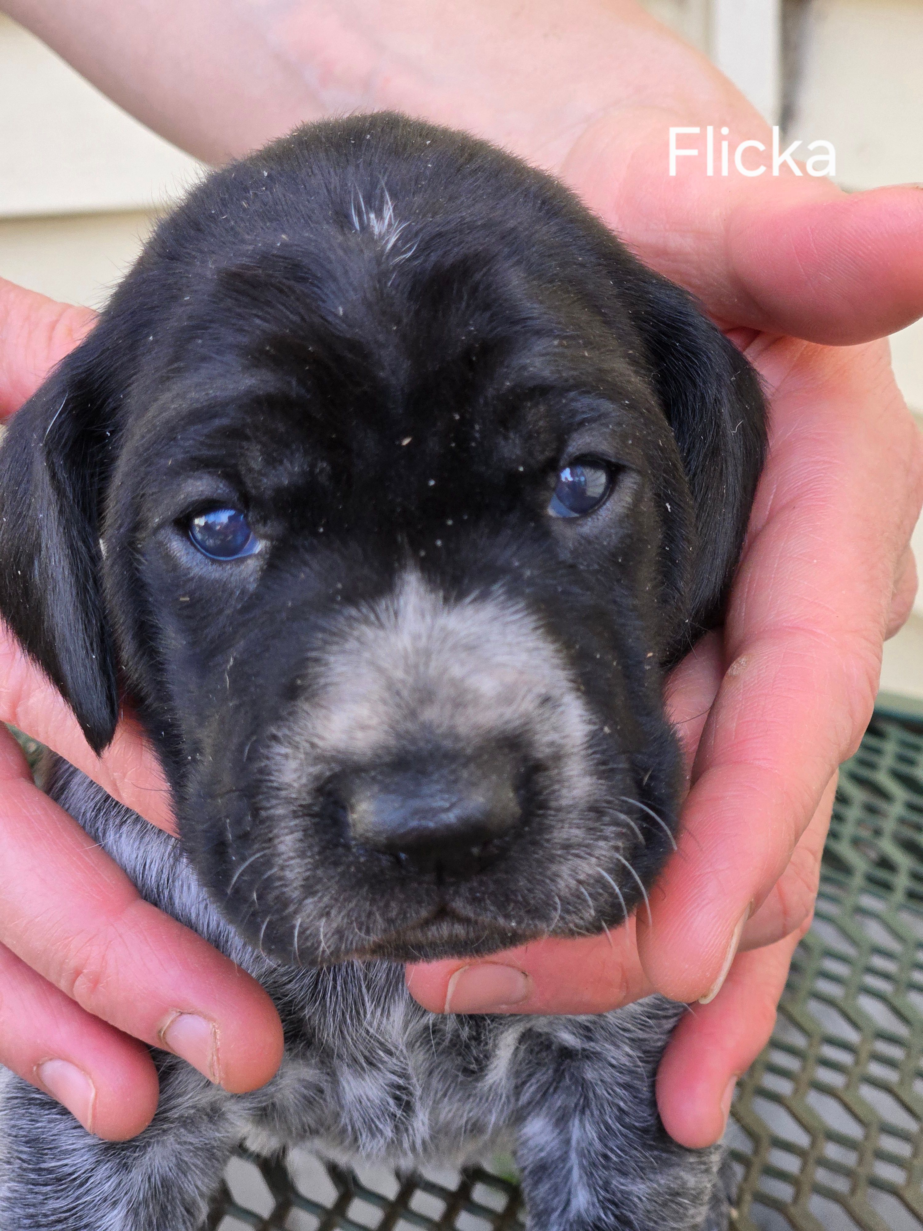 Flicka  – German Shorthaired Pointer puppy for sale in Elma, IA
