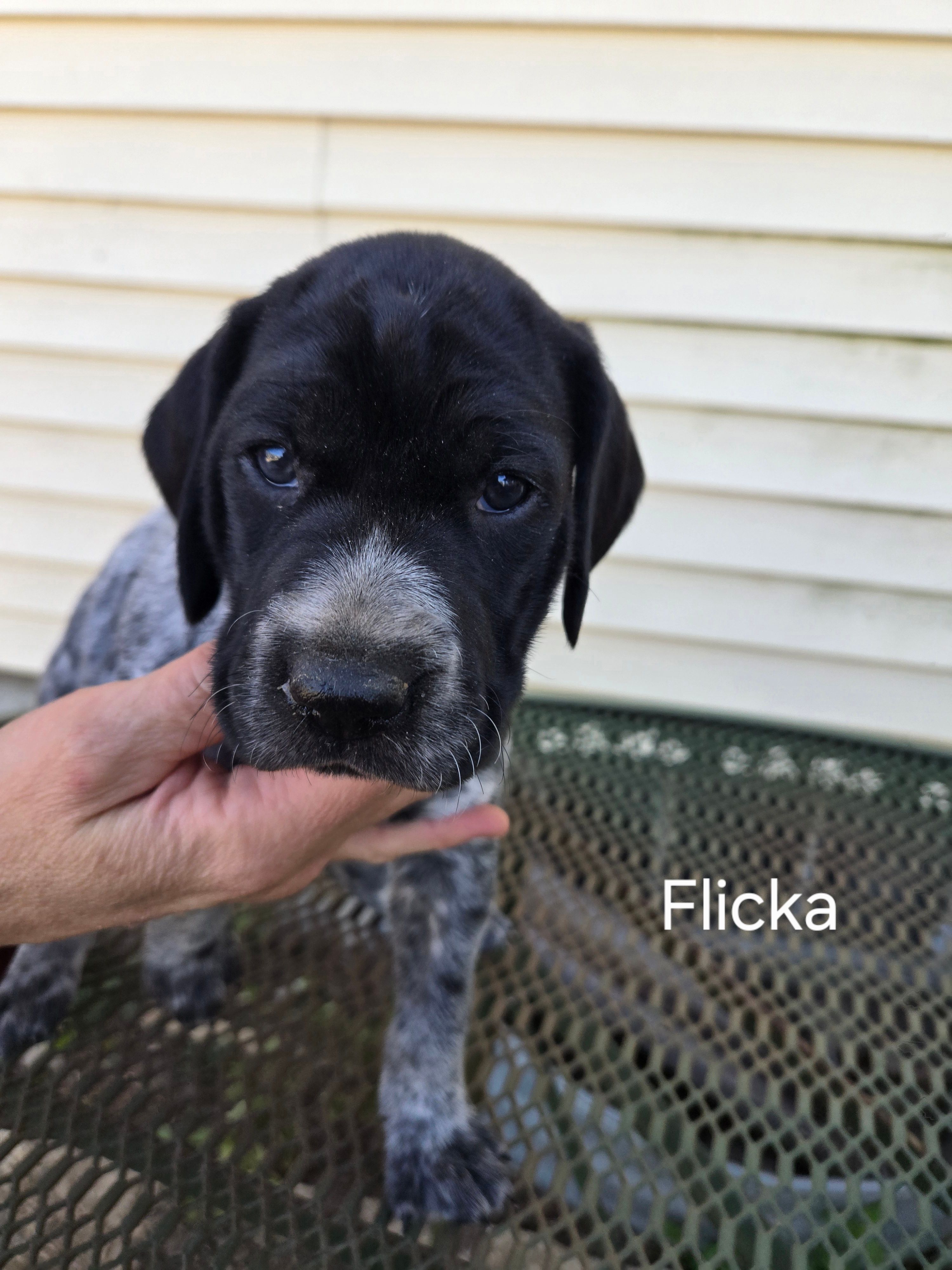 Flicka  – German Shorthaired Pointer puppy for sale in Elma, IA