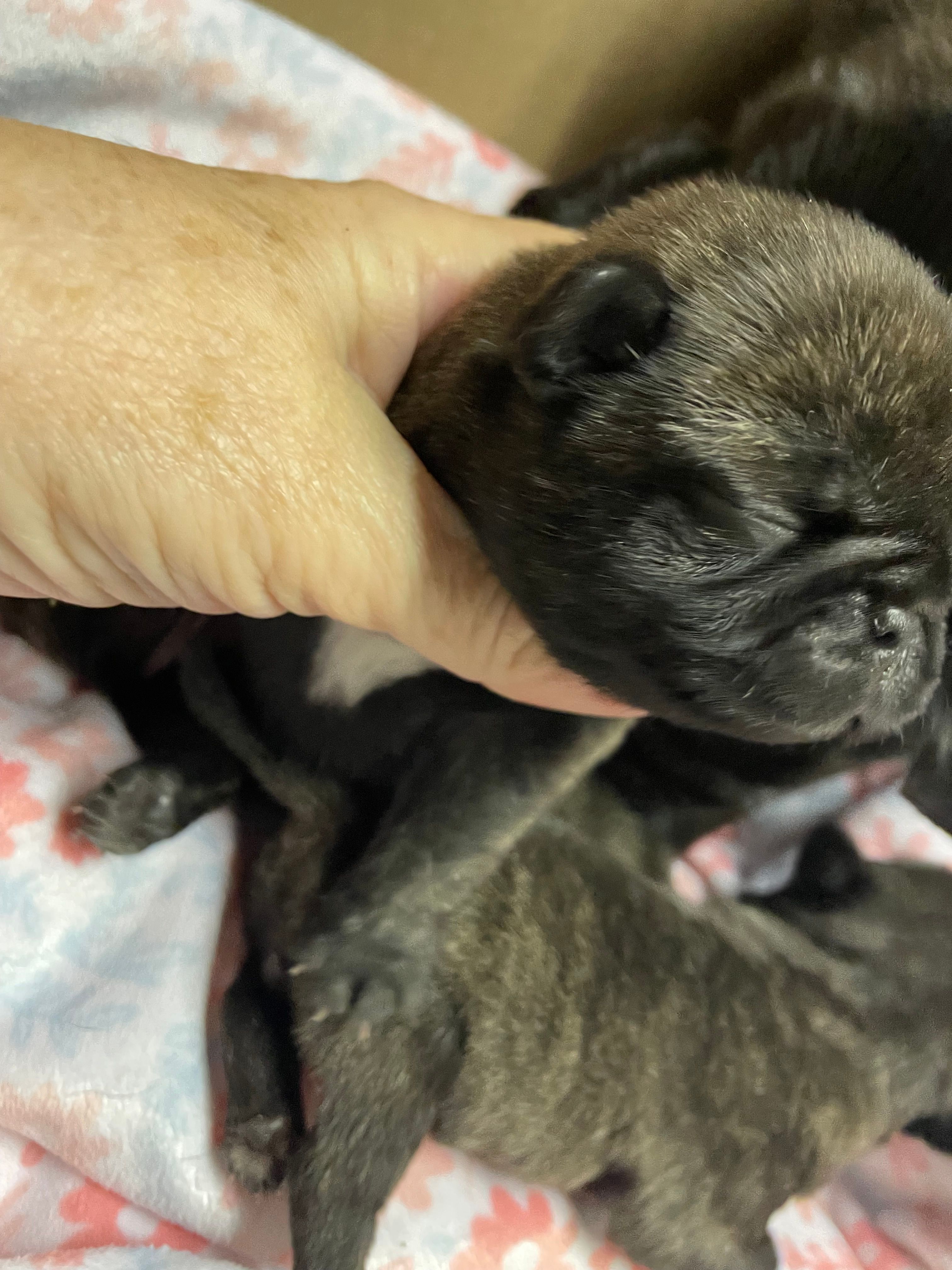 Jewel – Pug puppy for sale in Bryant, IN