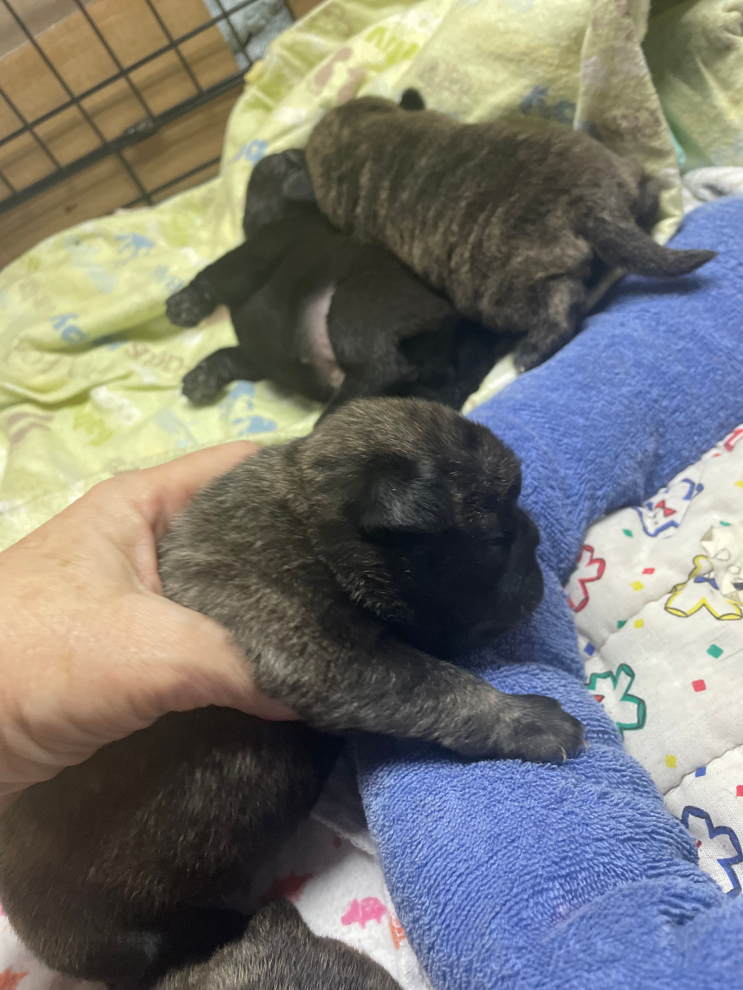 Hank – Pug puppy for sale in Bryant, IN
