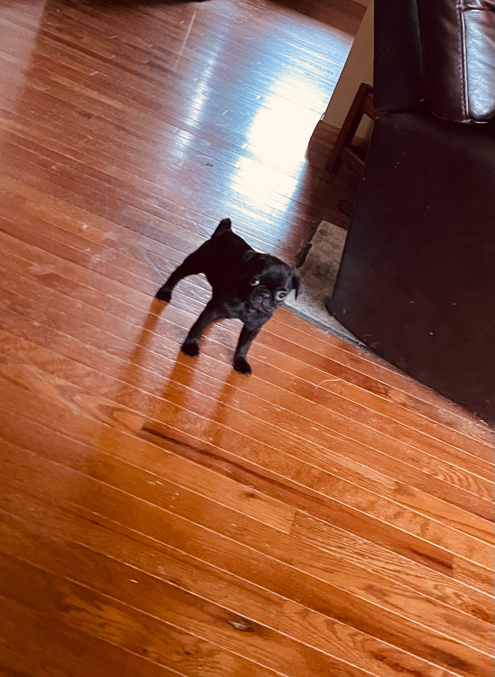Gunner – Pug puppy for sale in Bryant, IN