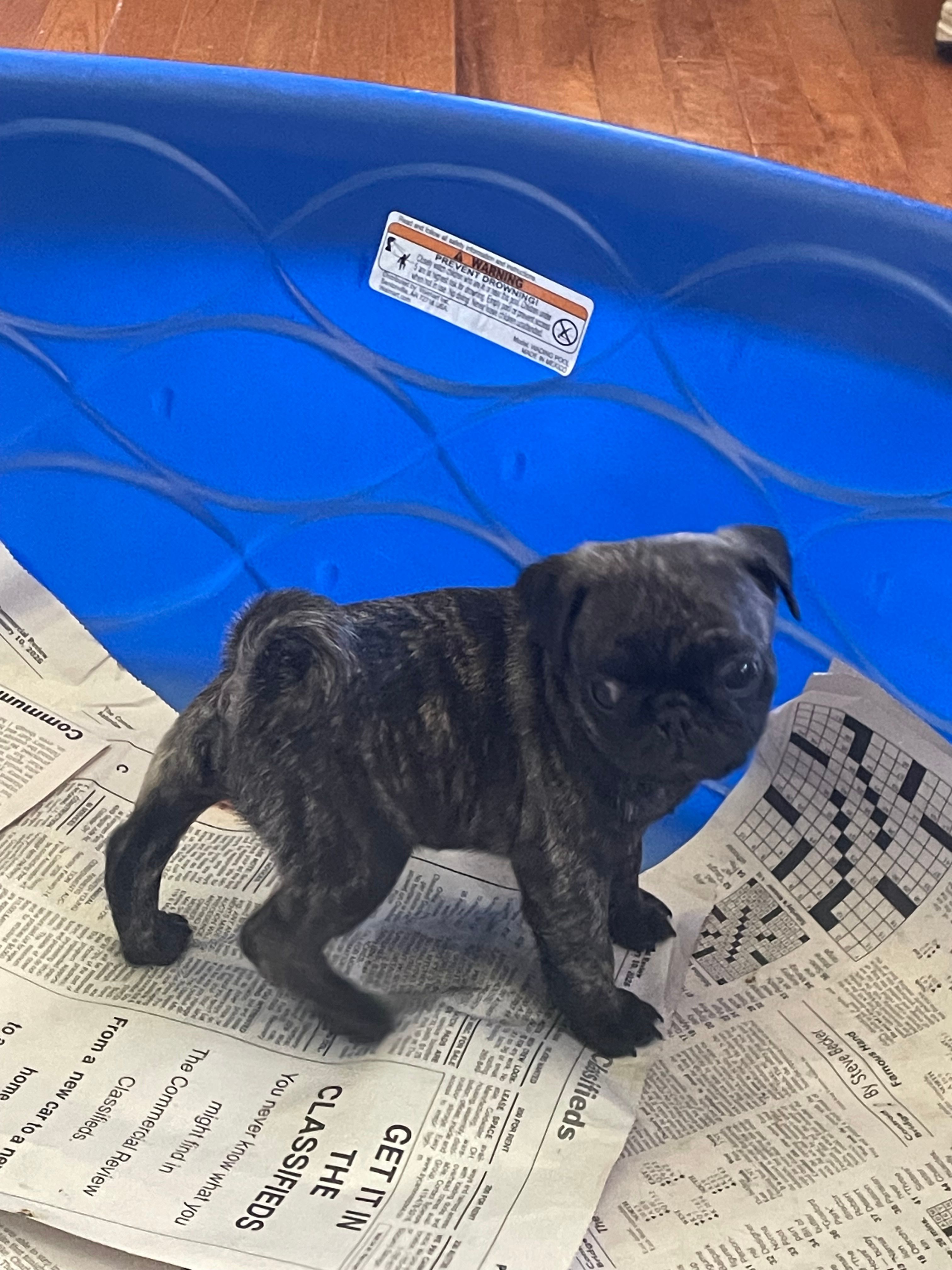 Toby – Pug puppy for sale in Bryant, IN