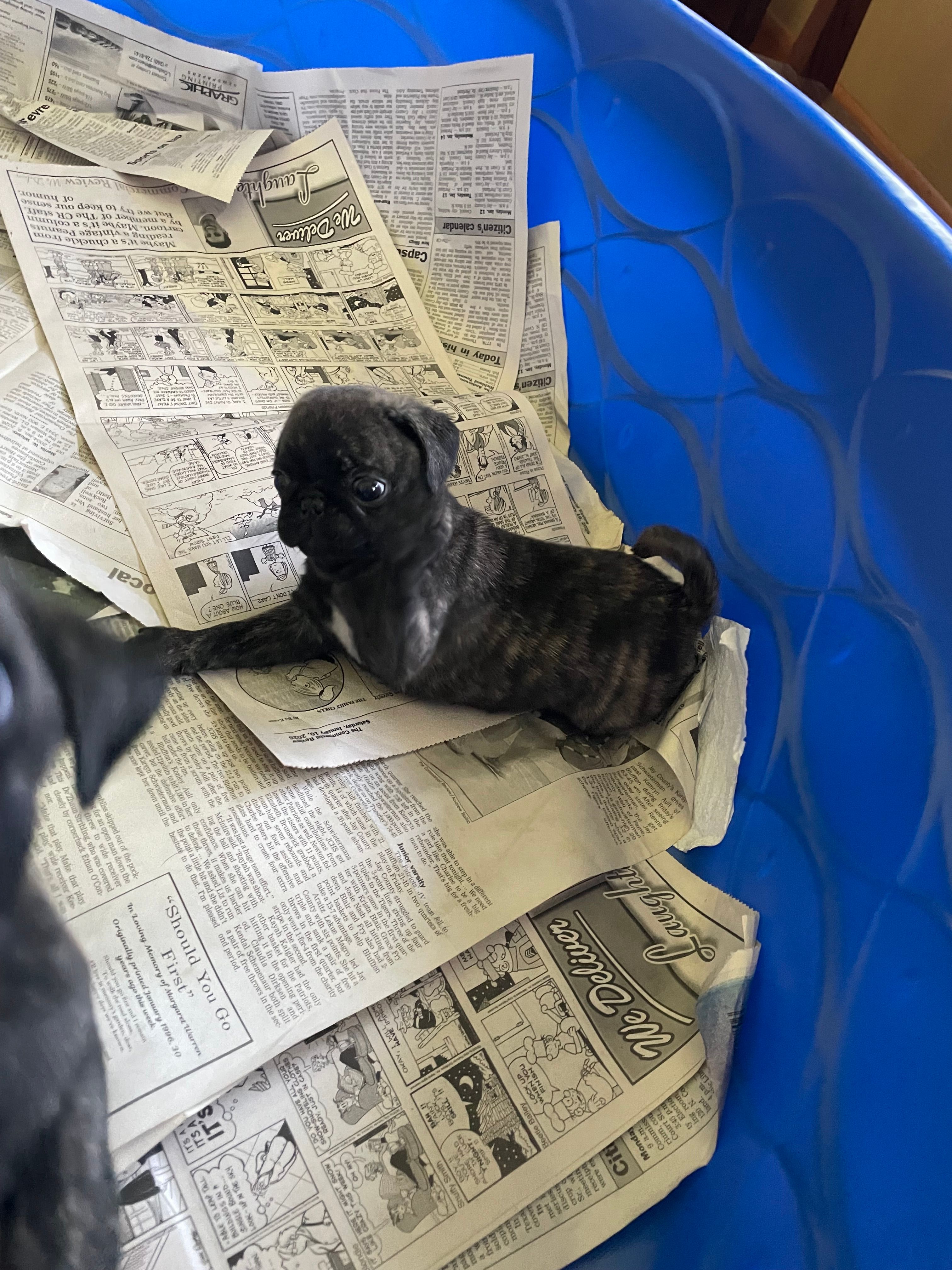 Jade – Pug puppy for sale in Bryant, IN