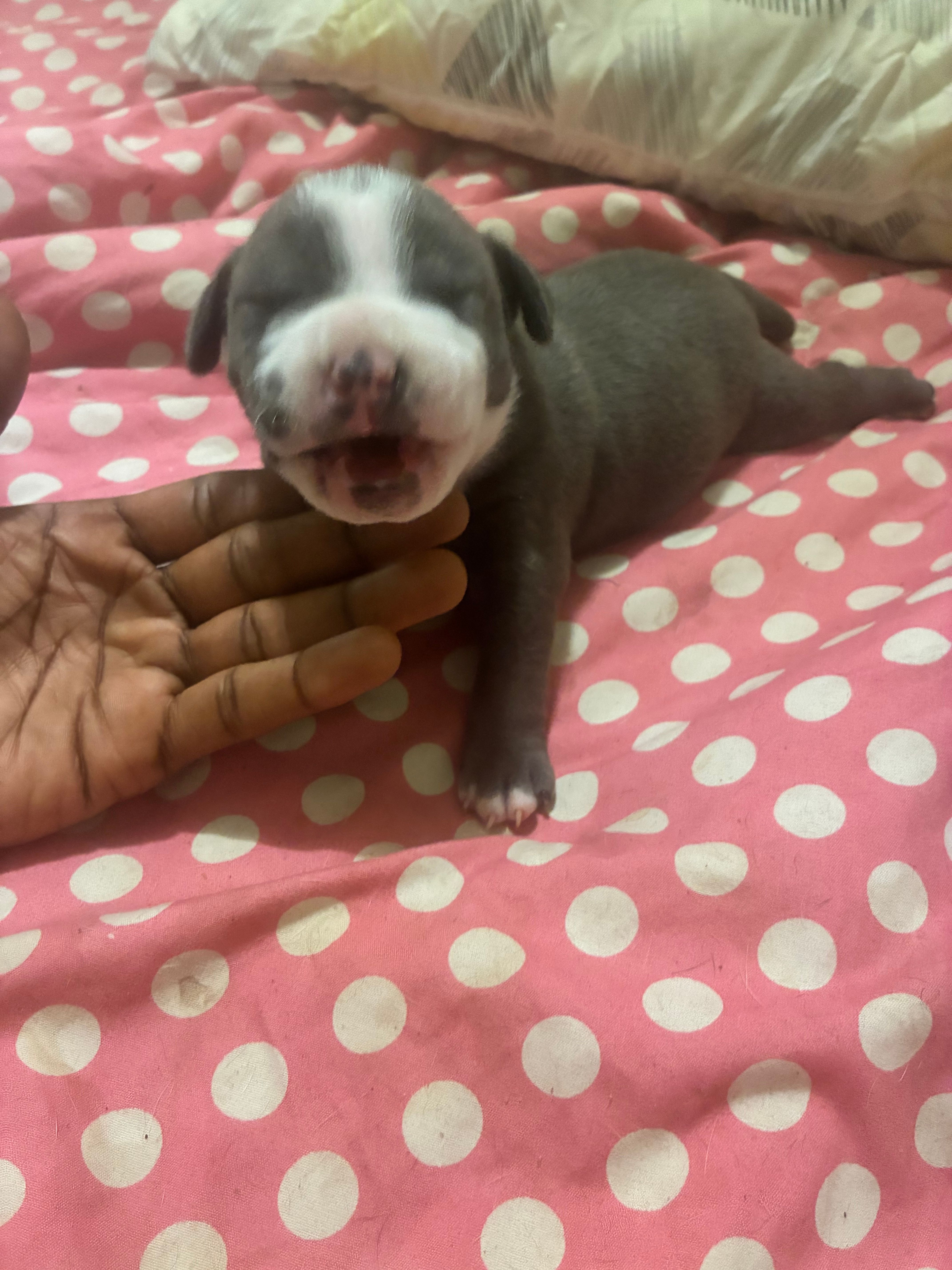 Mister  – American Bully puppy for sale in The Bronx, NY
