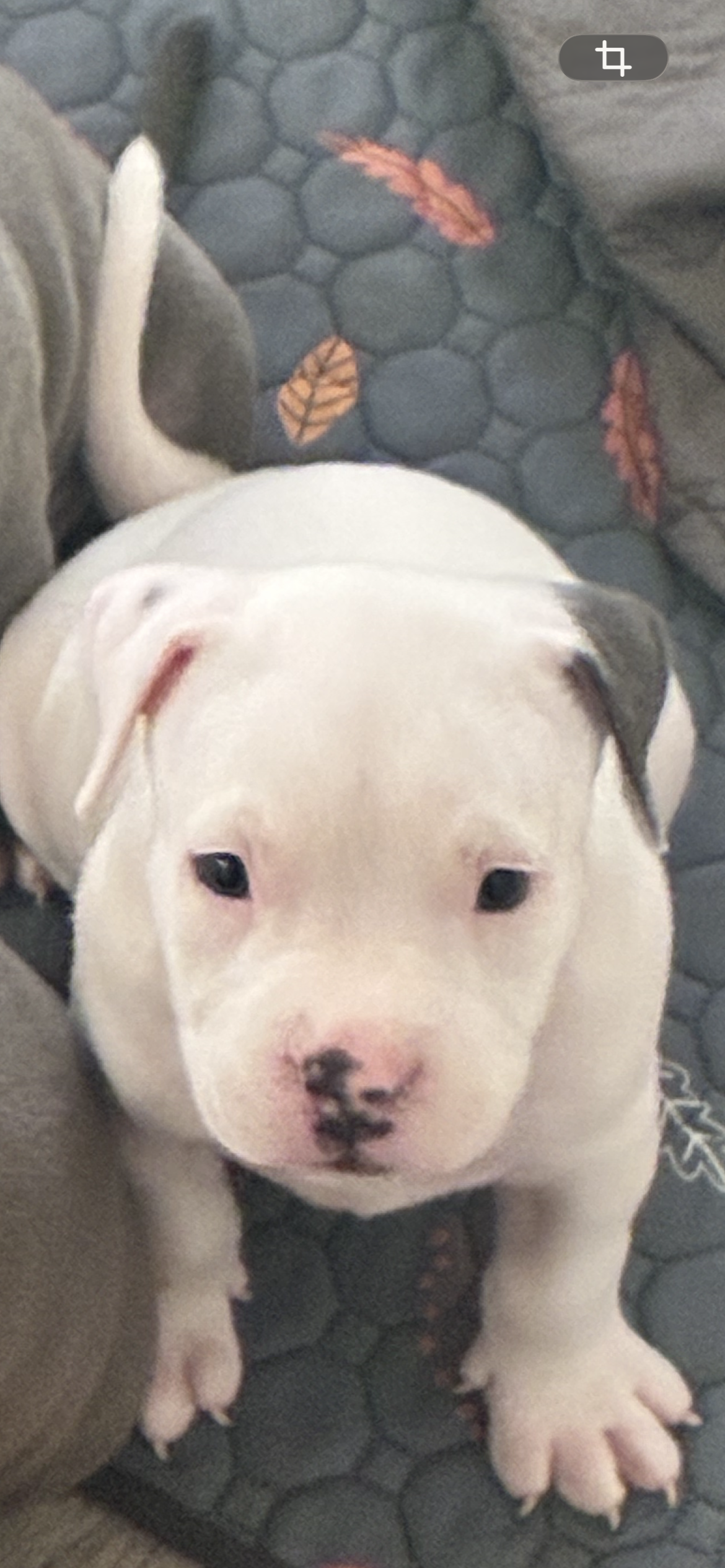 Elvis  – American Bully puppy for sale in The Bronx, NY