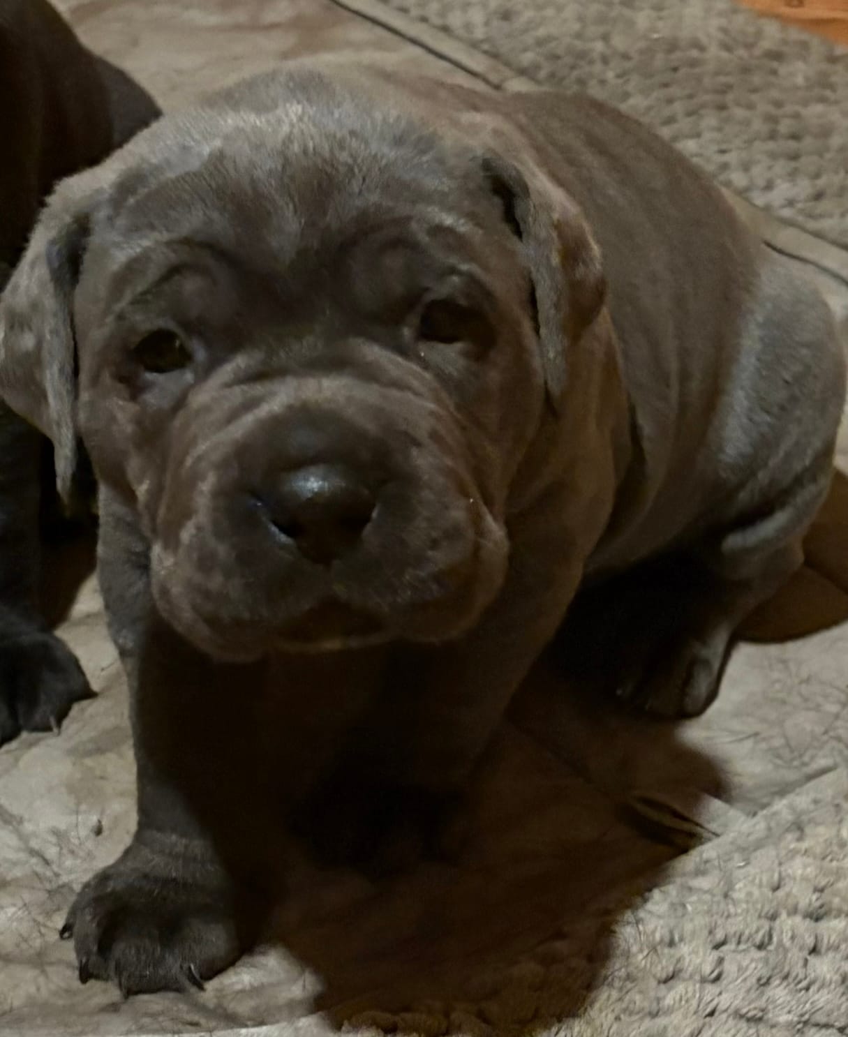 Cane Corso – Cane Corso puppy for sale in Charlotte, NC