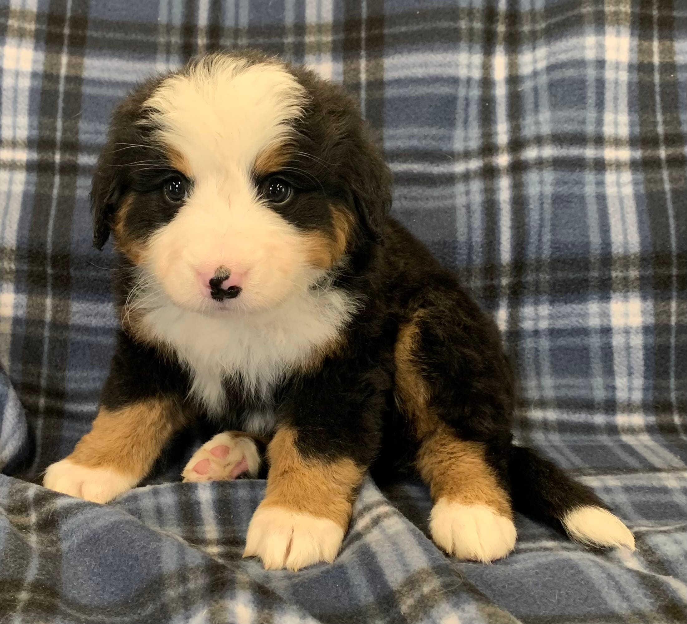 Sunny Girl – Bernese Mountain Dog puppy for sale in Mercer, PA