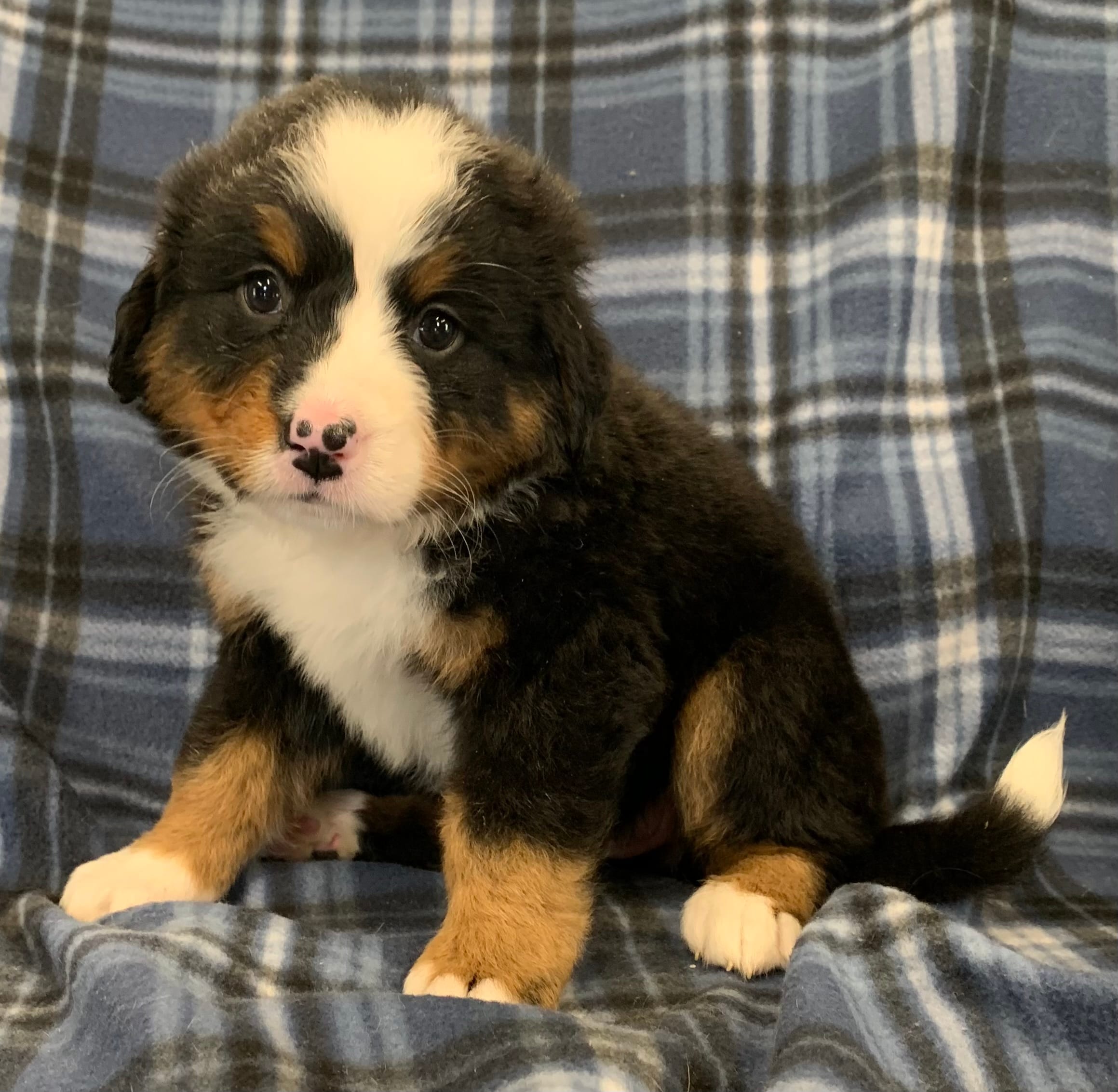 Petunia Purple Girl – Bernese Mountain Dog puppy for sale in Mercer, PA