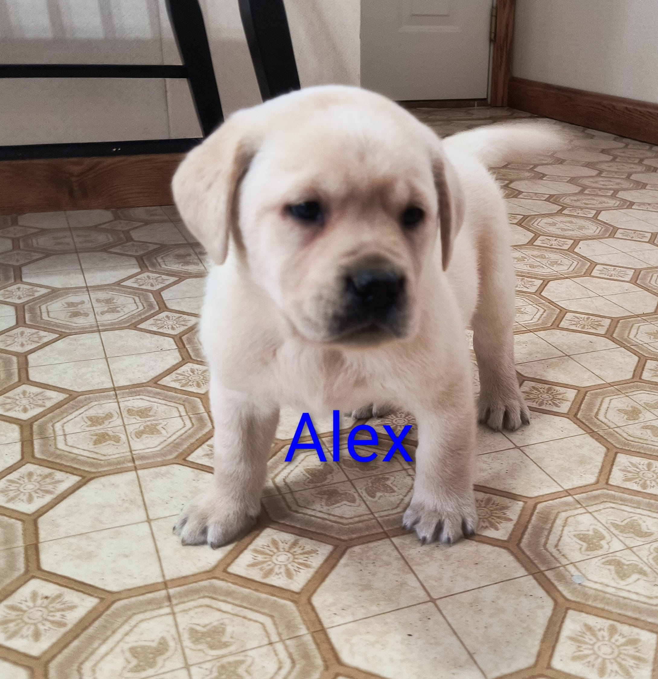 Alex – Labrador Retriever puppy for sale in Seneca Falls, NY