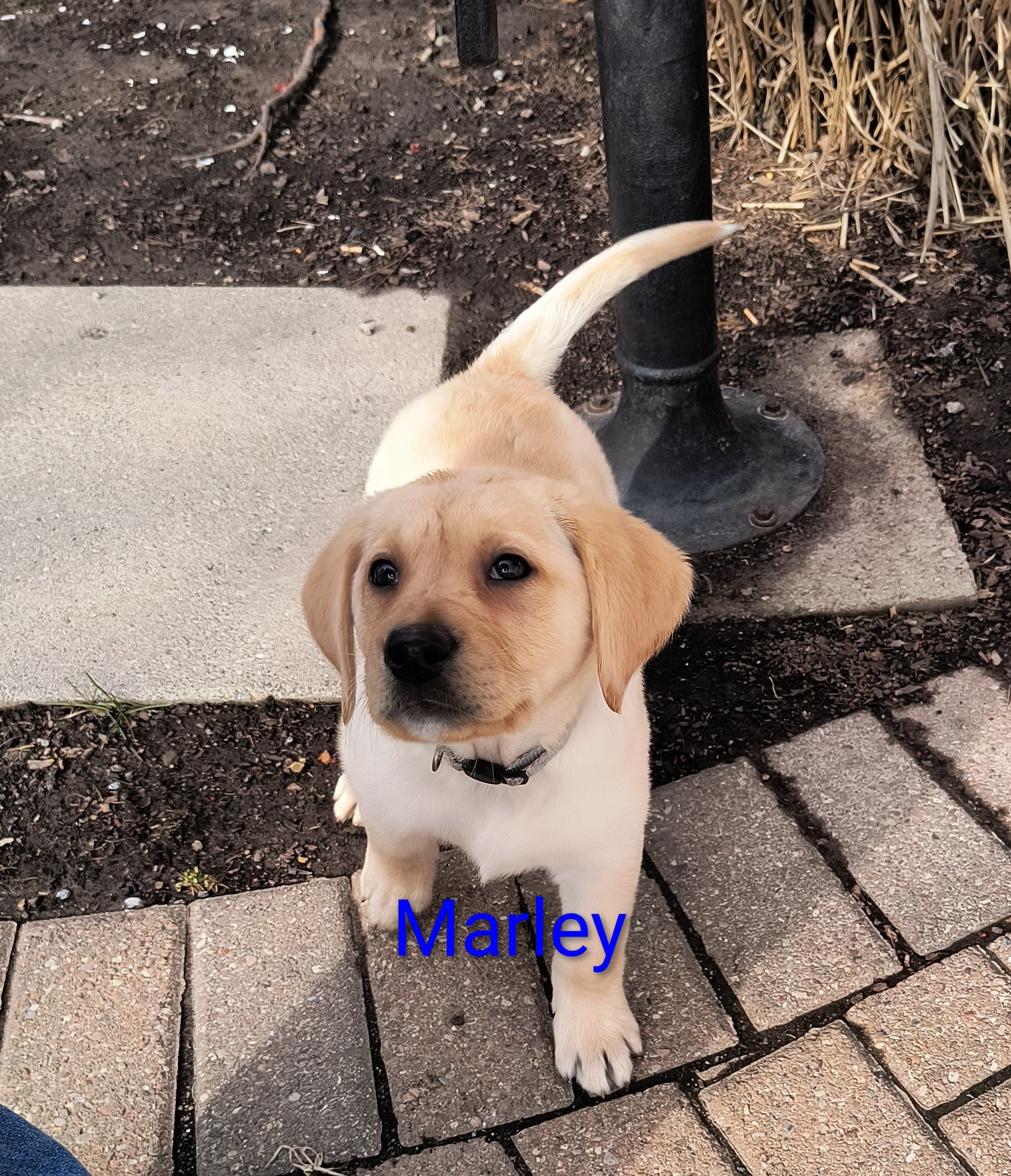 Marley – Labrador Retriever puppy for sale in Seneca Falls, NY