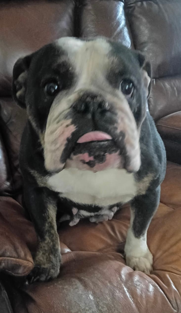 Pearl – English Bulldog puppy for sale in Steward, IL
